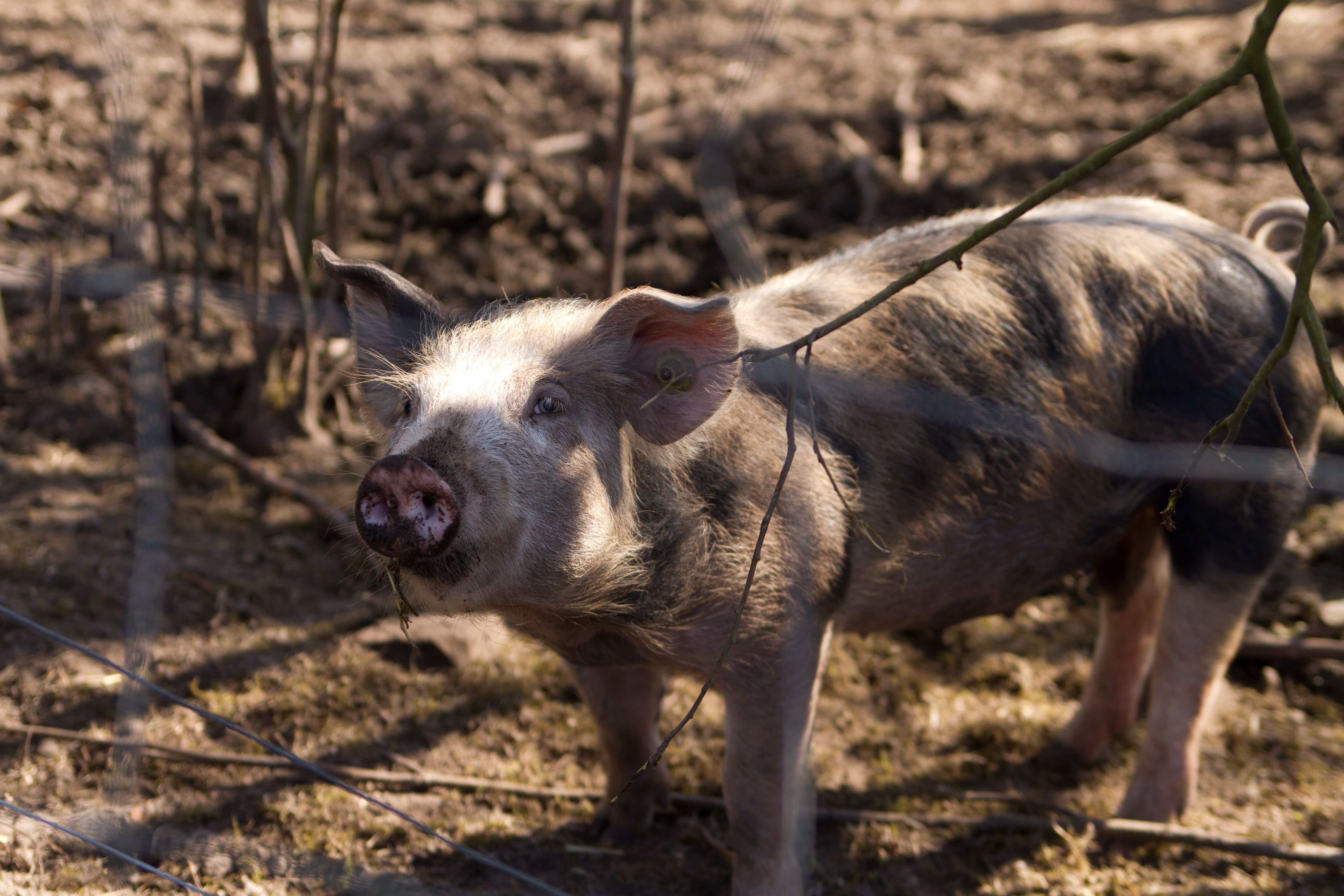 ook-schattig-als-huisdier
