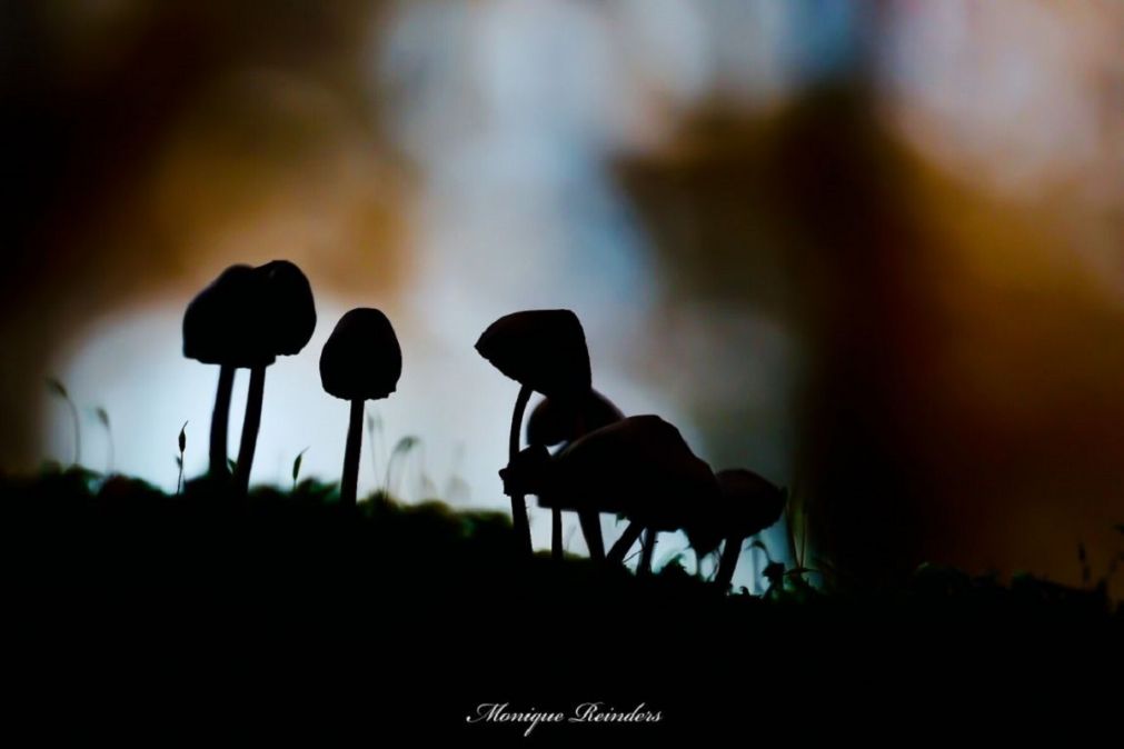 leren-met-wilmar-de-foto-van-monique-reinders