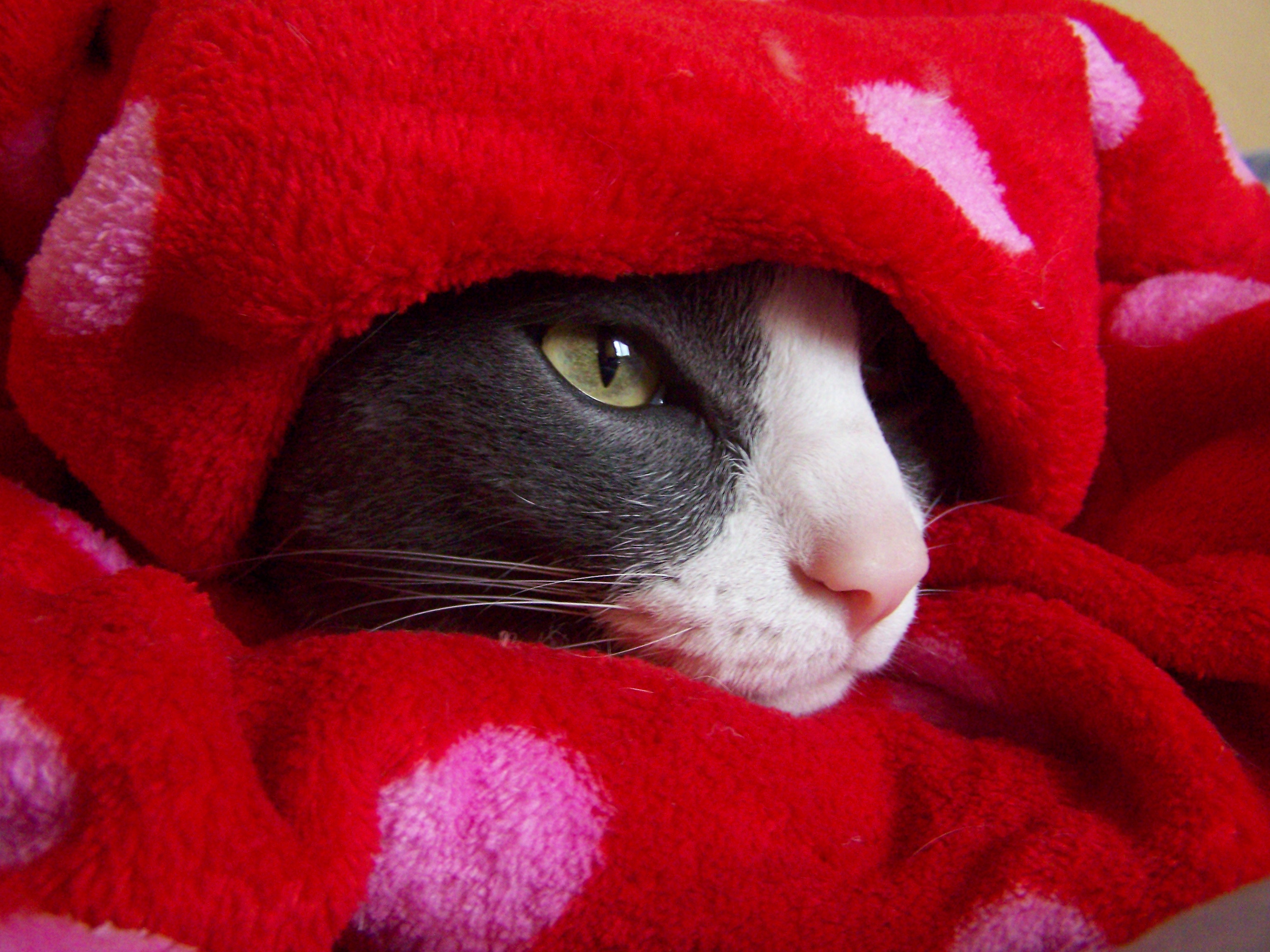 elmo-lekker-onder-zijn-deken