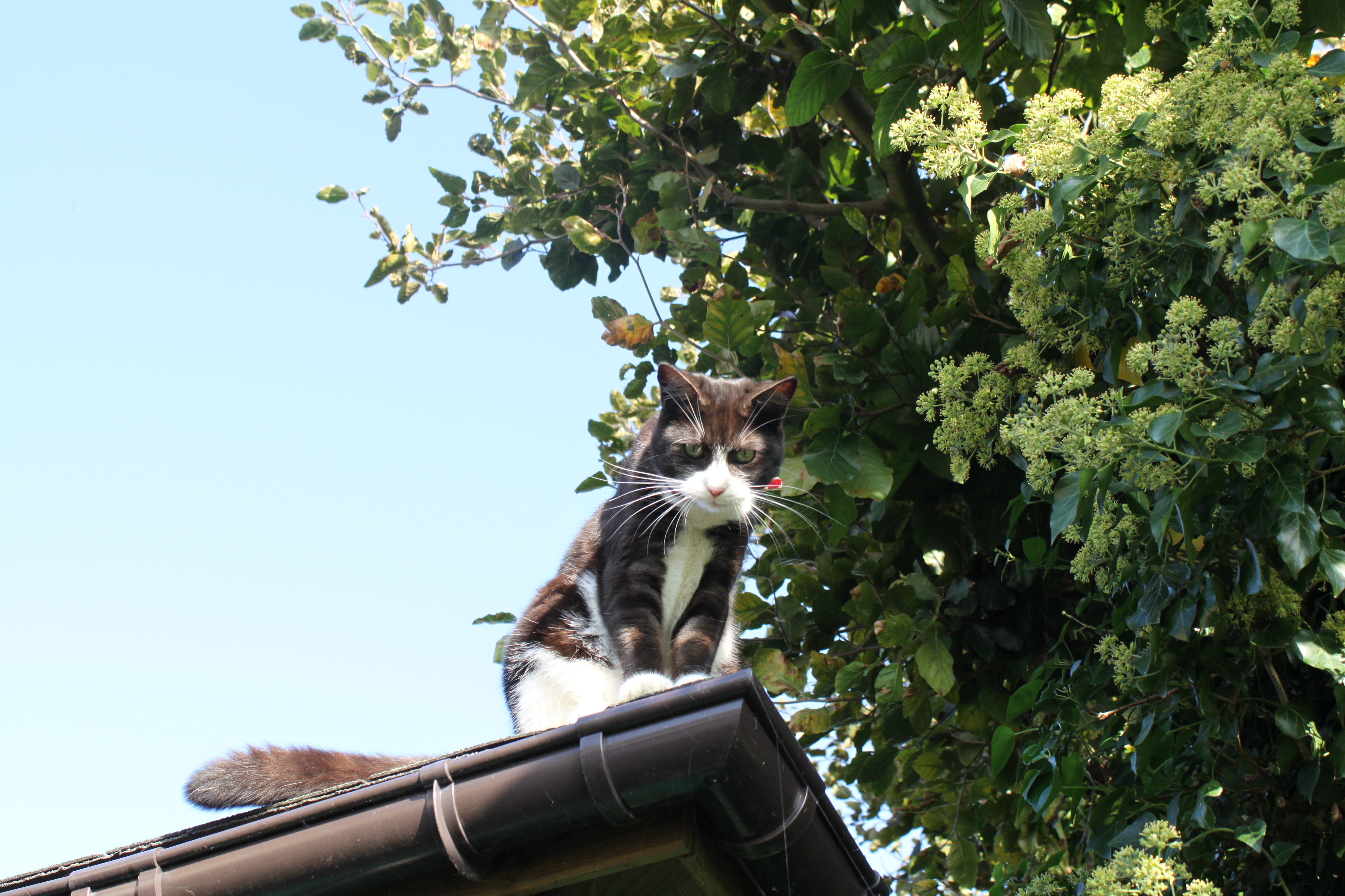 kijkt-de-kat-uit-de-boom