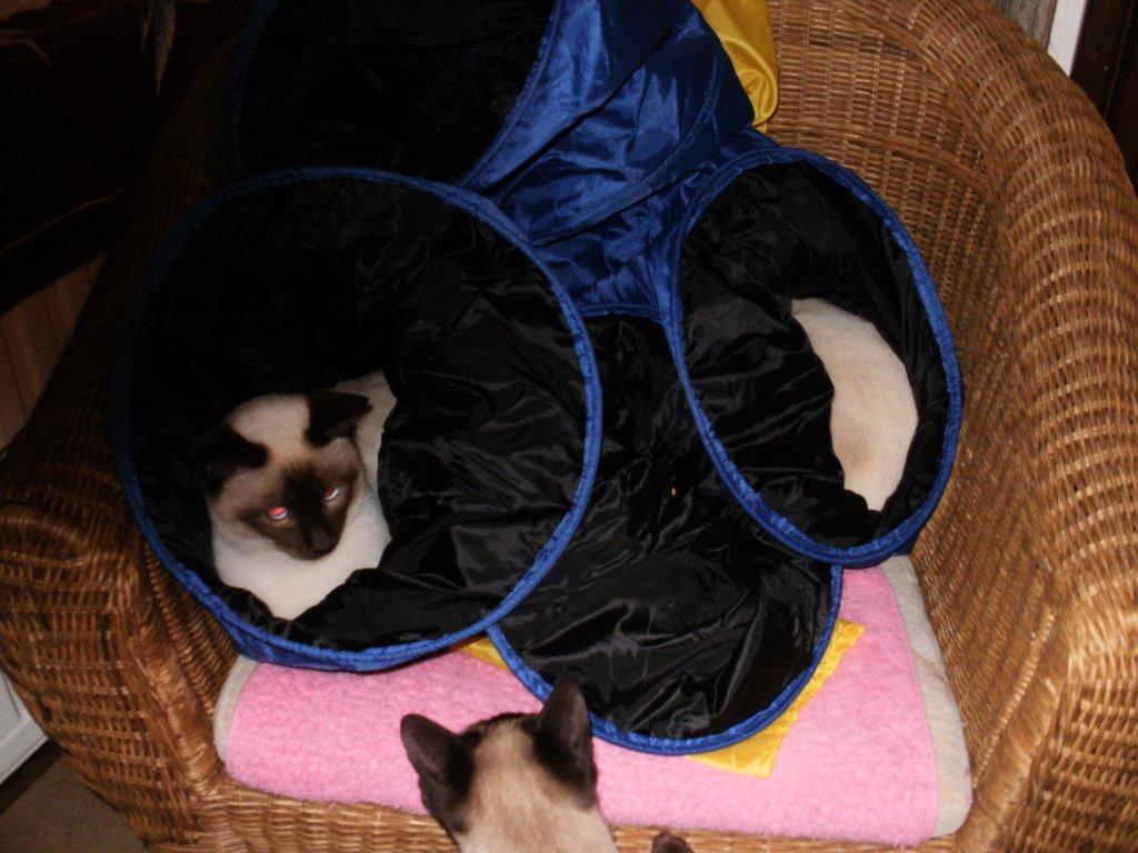 de-langste-siamees-ter-wereld