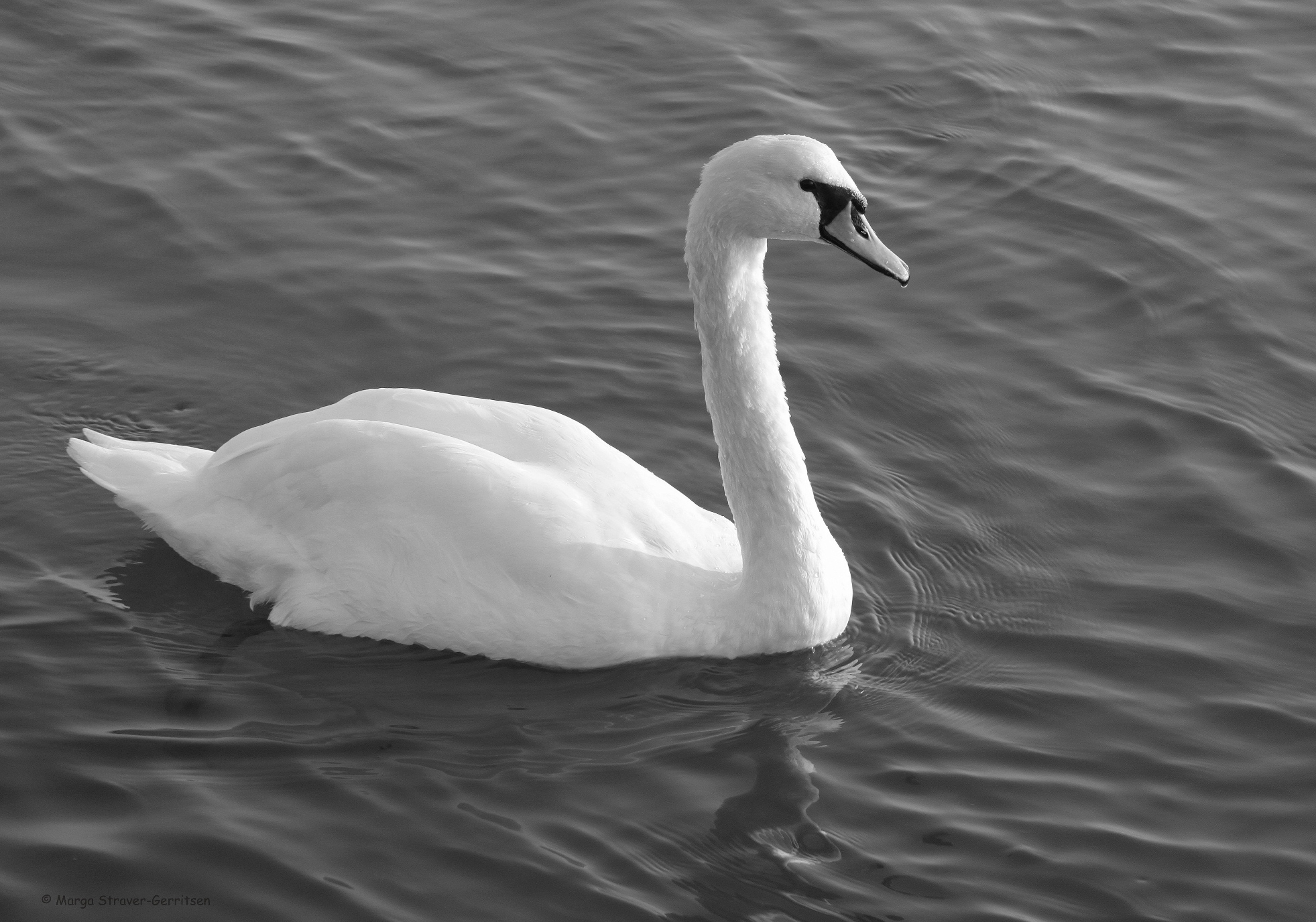 kleuren-van-zwart-en-wit