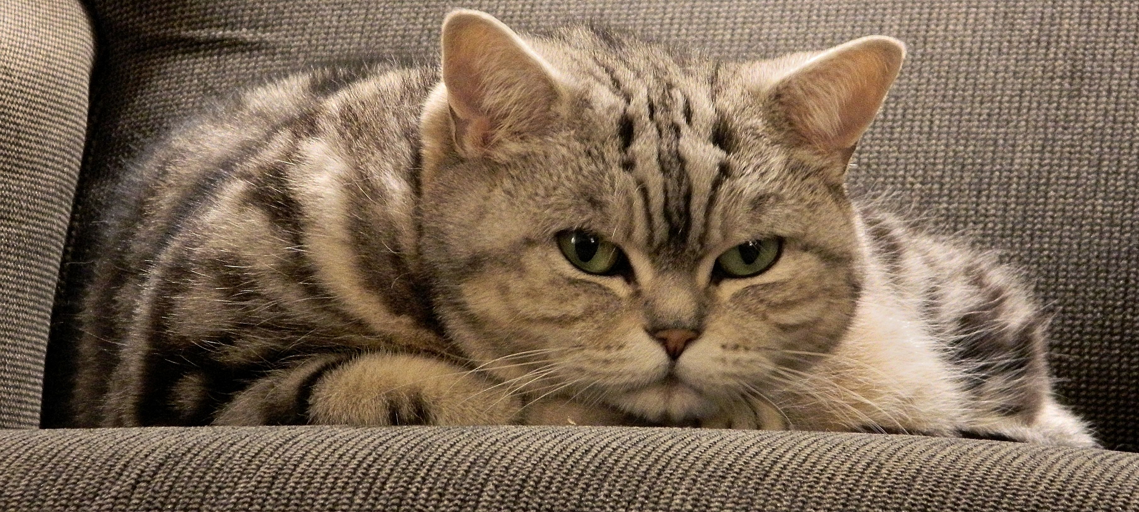 where-are-you-looking-cat