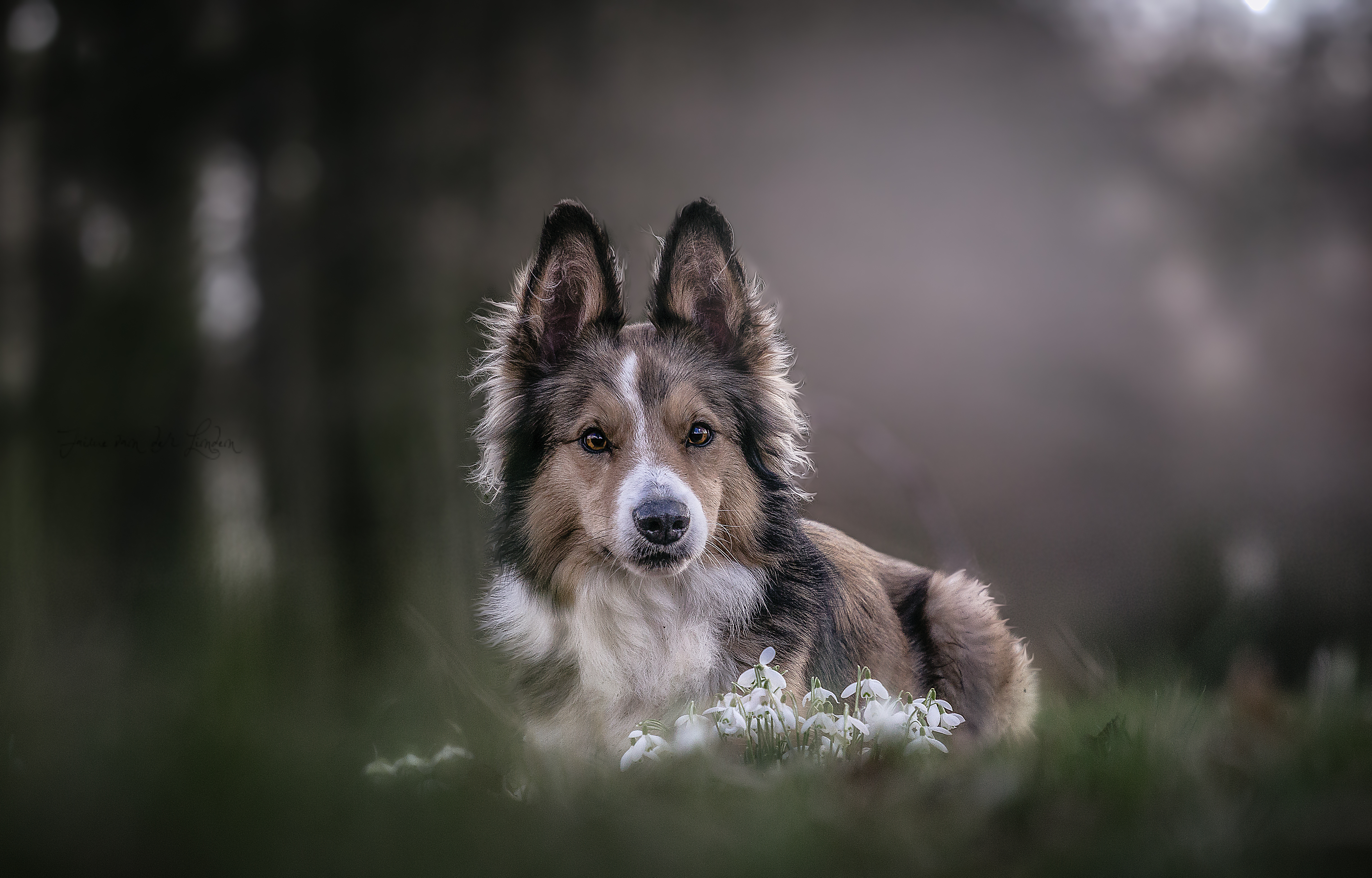 no-winter-lasts-forever-no-spring-skips-its