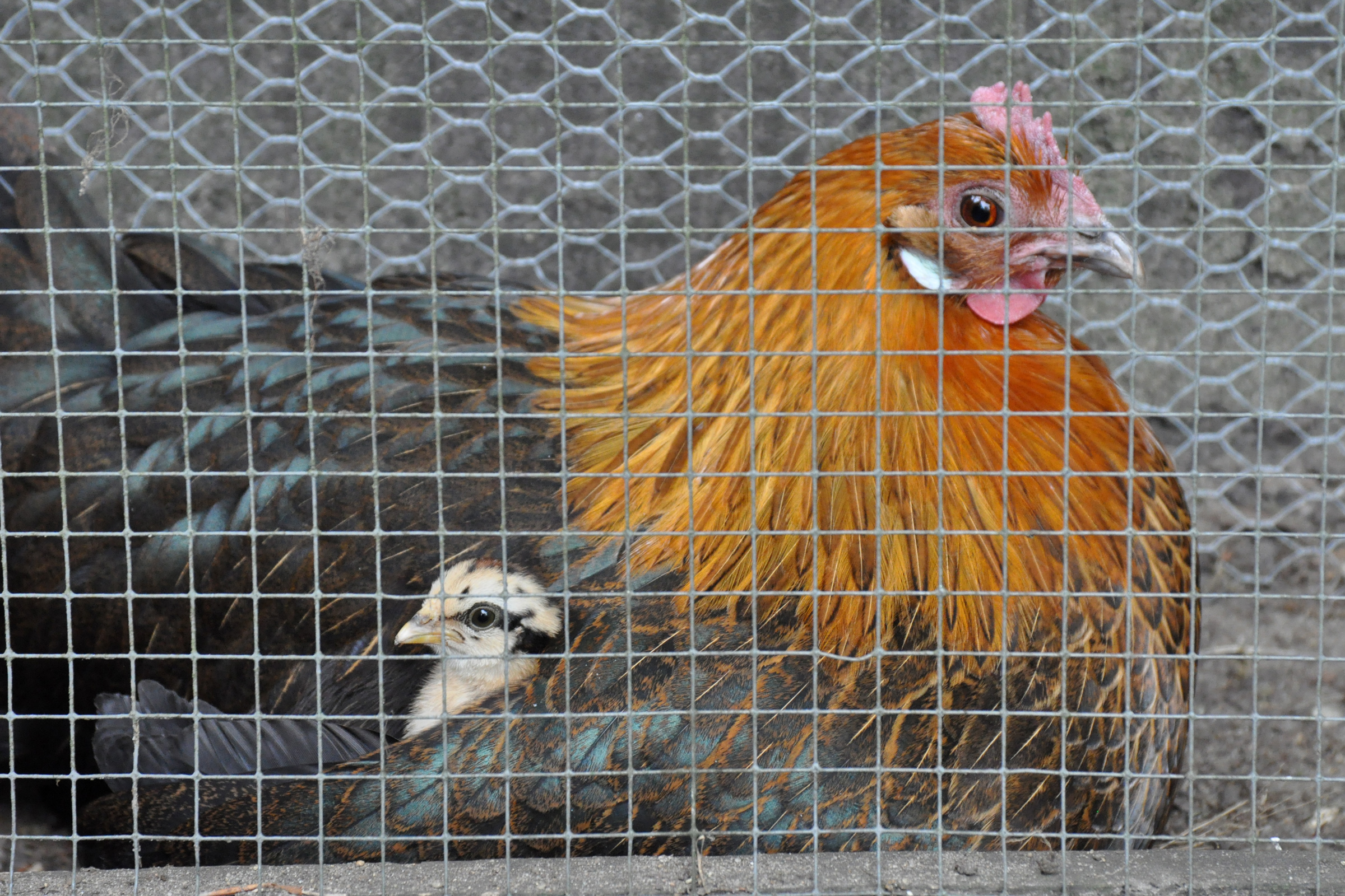 onder-moeders-vleugels-1