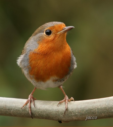 visitie-in-onze-tuin