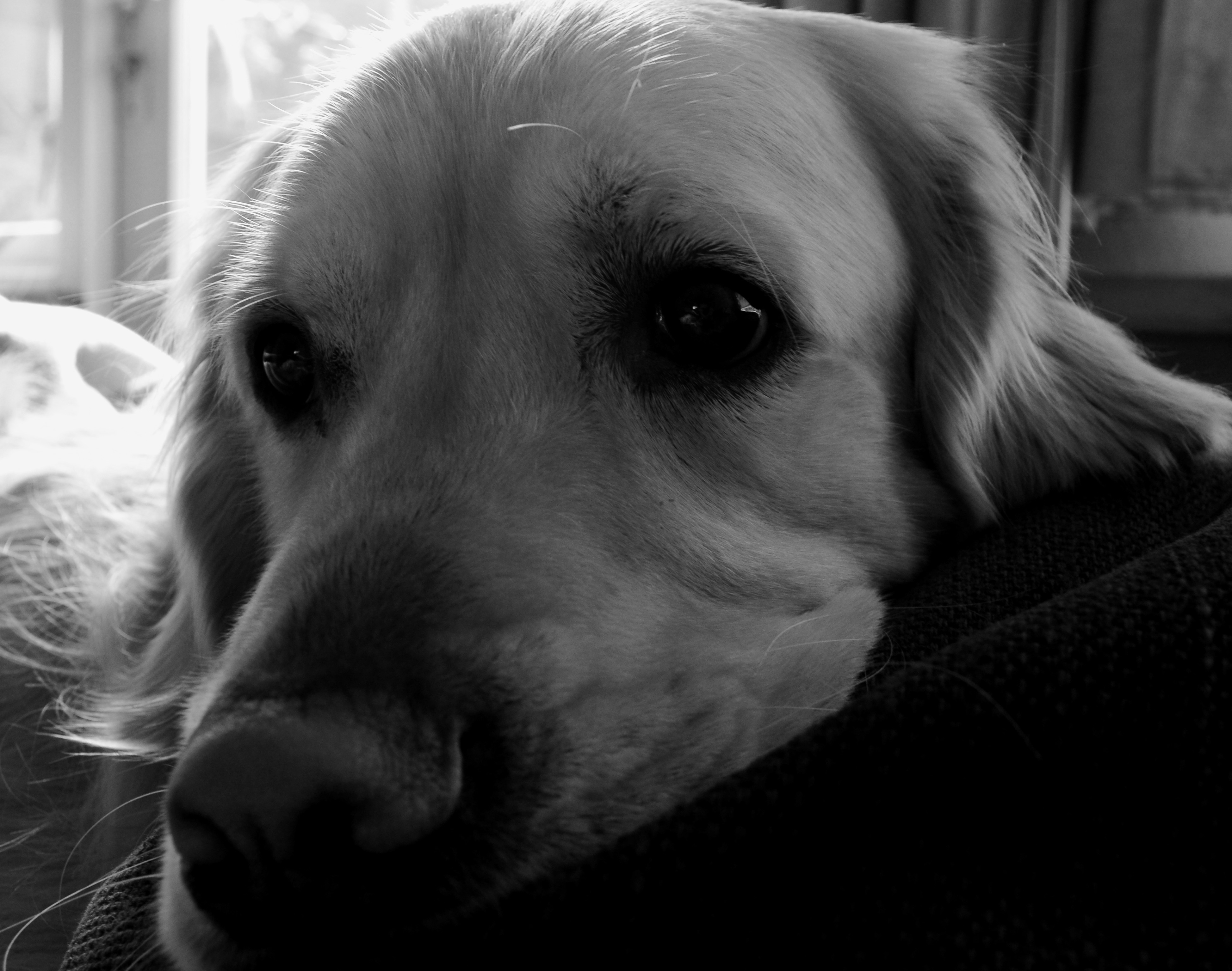 enzo-in-zijn-natuurlijke-omgeving