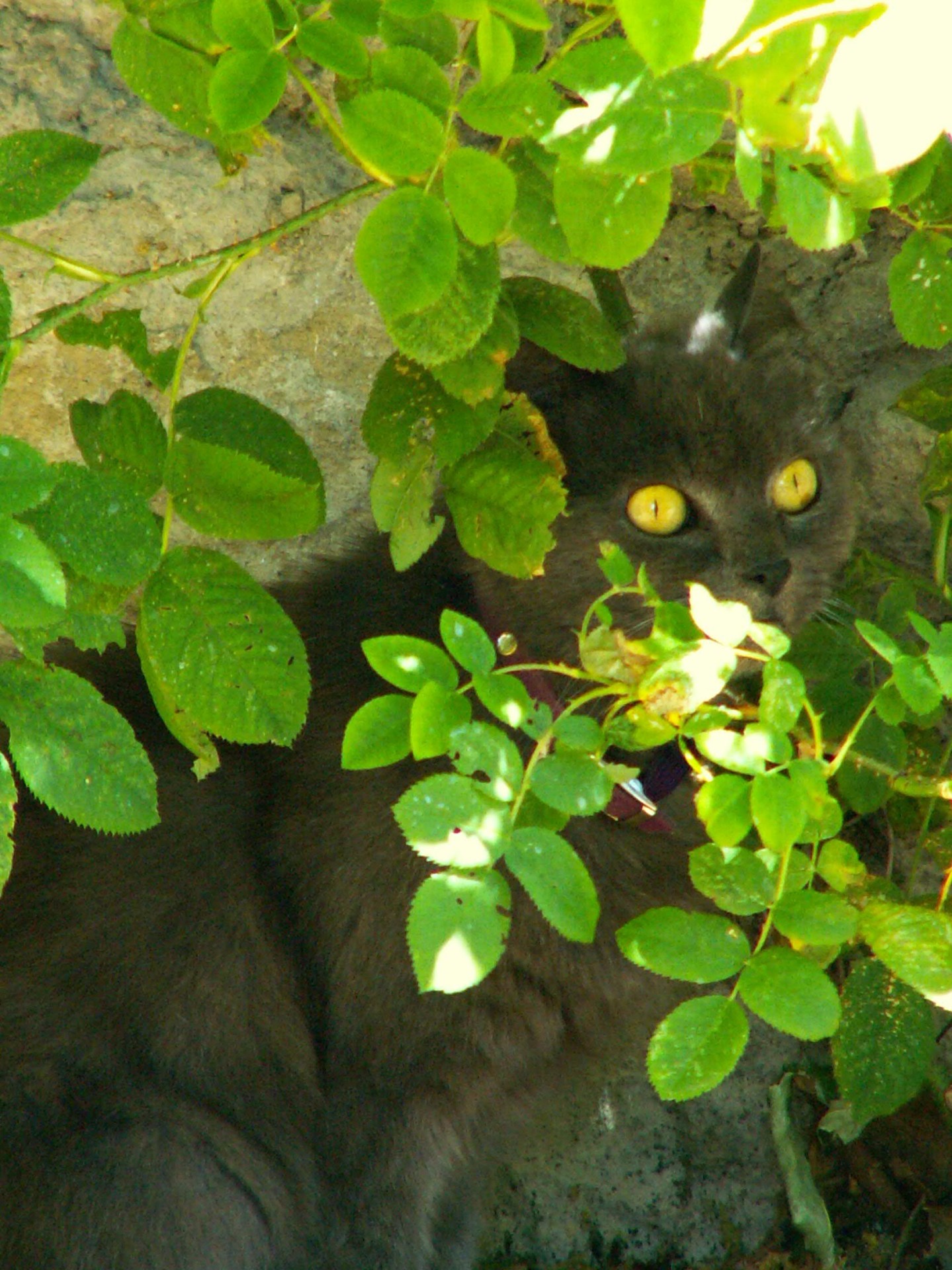 verstoppertje-spelen-0-1