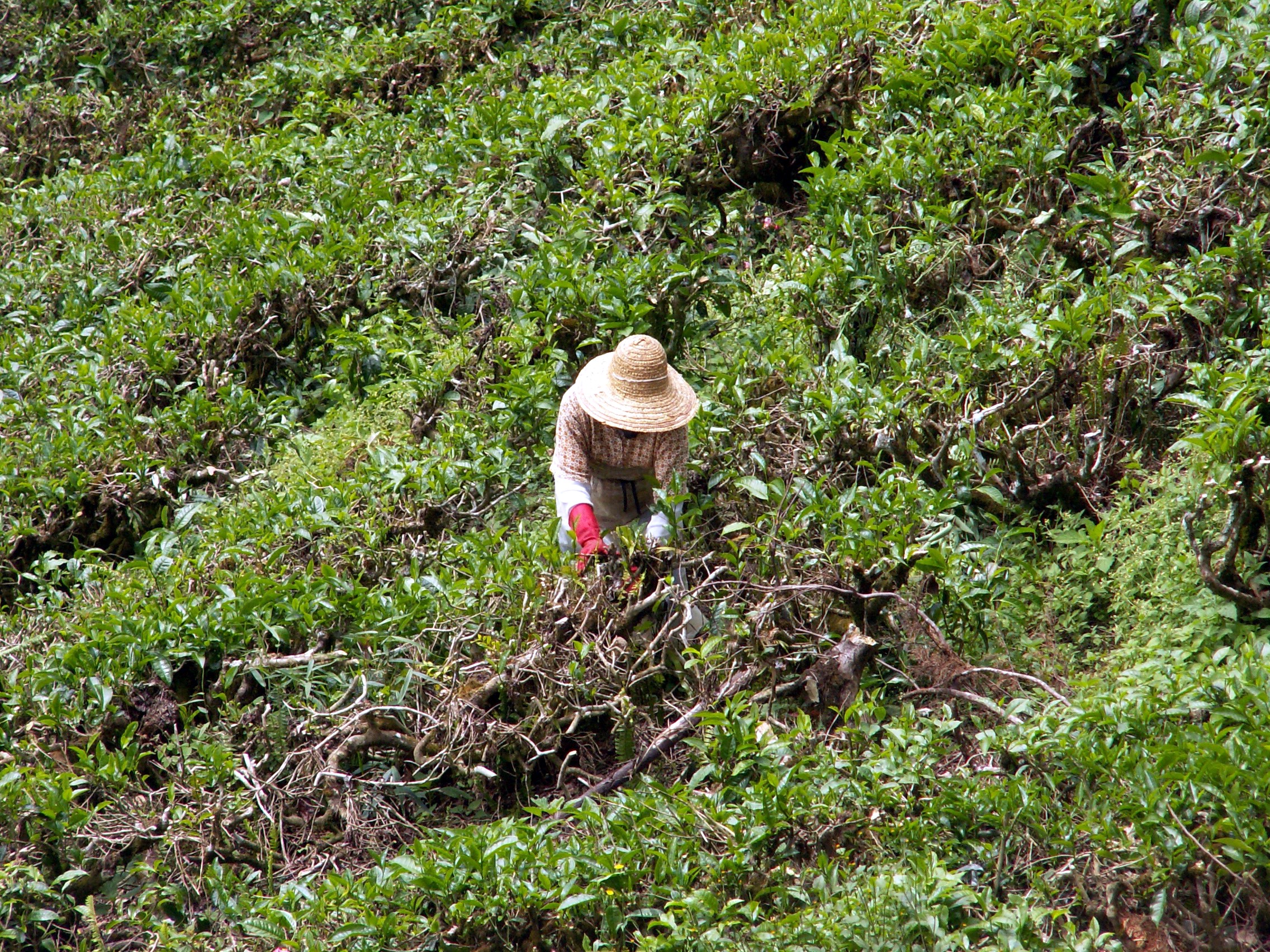 theeplukster-in-maleisi%C3%AB