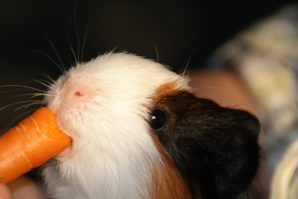 cavia-aan-t-ontbijt-0