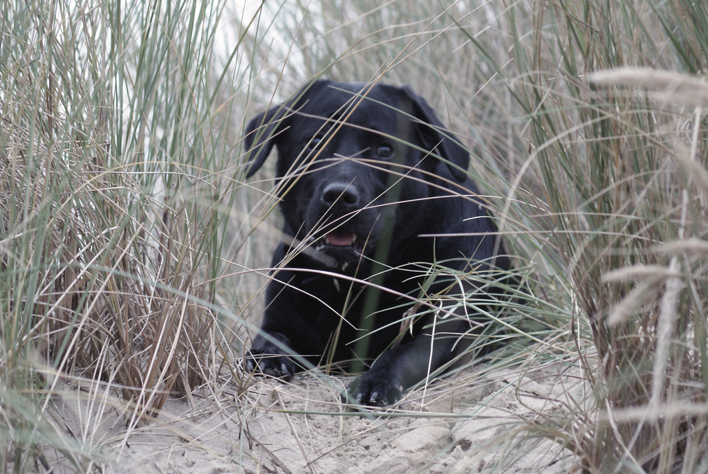 labrador-in-de-duinen