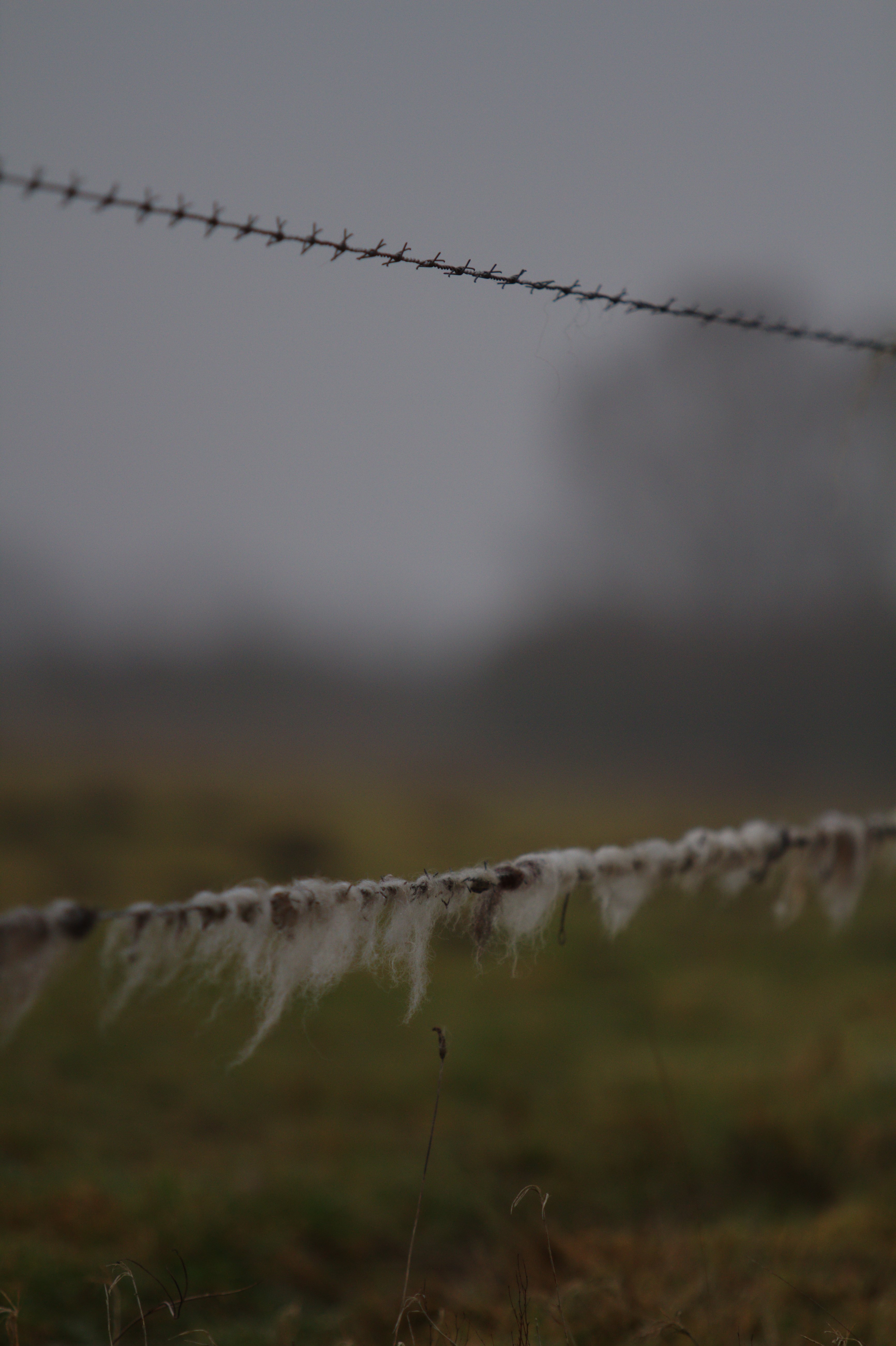 prikkeldraad-met-wol