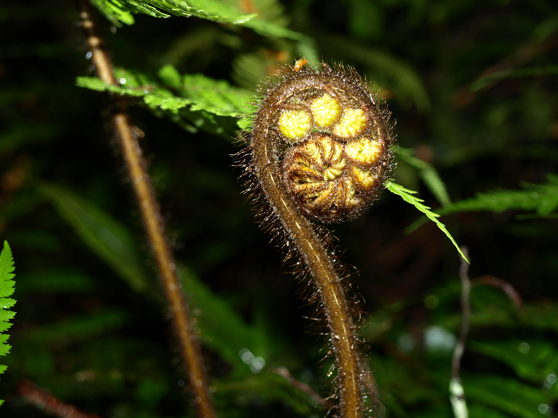 fern-nz