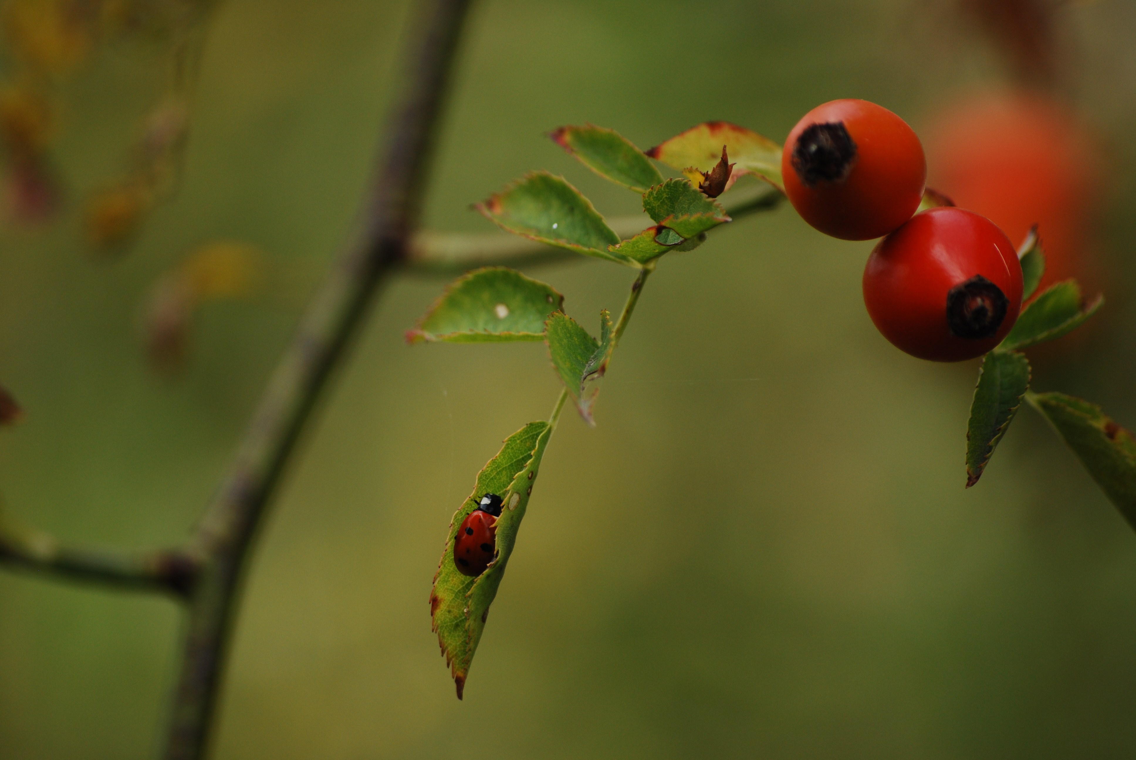 lieveheersbeestje-21