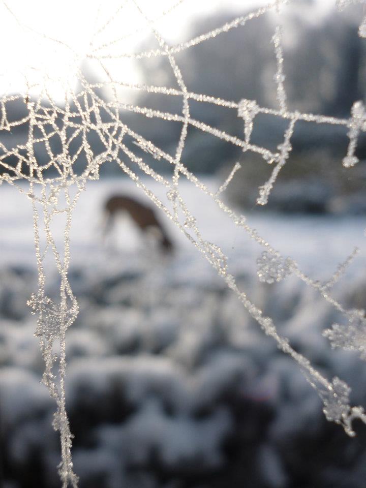 toile-daraign%C3%A9e