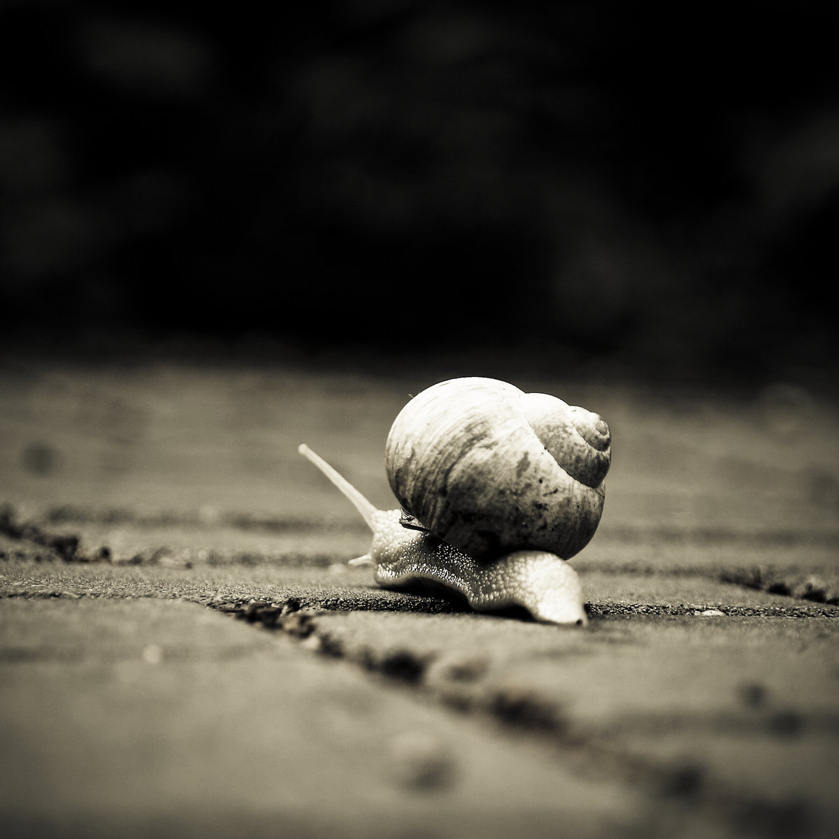 snail-on-tour
