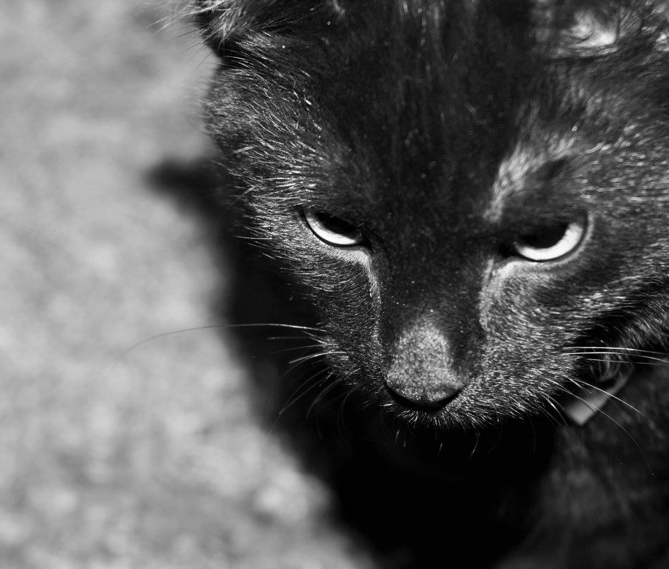 mister-black-cat