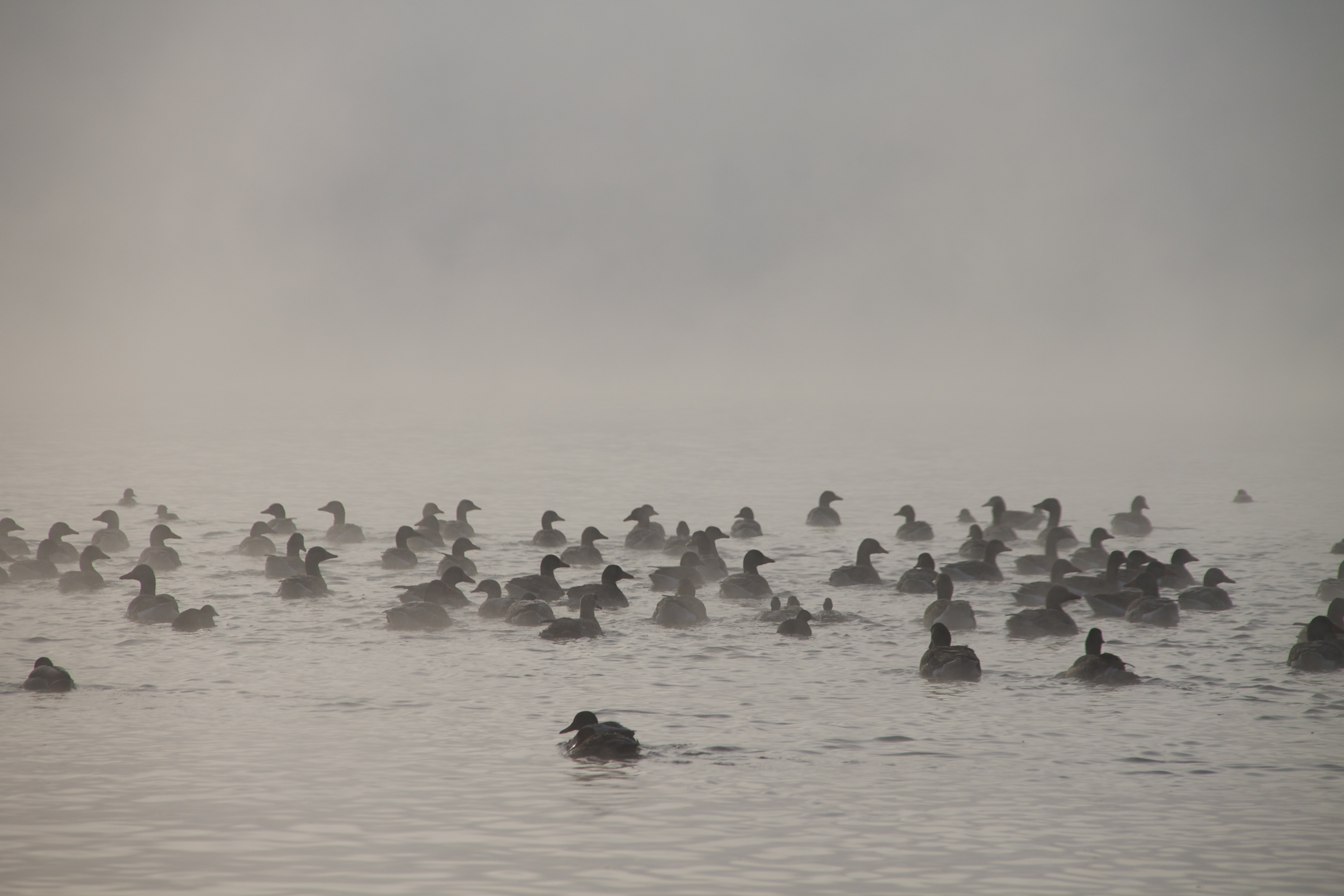 mystery-winter-ducks