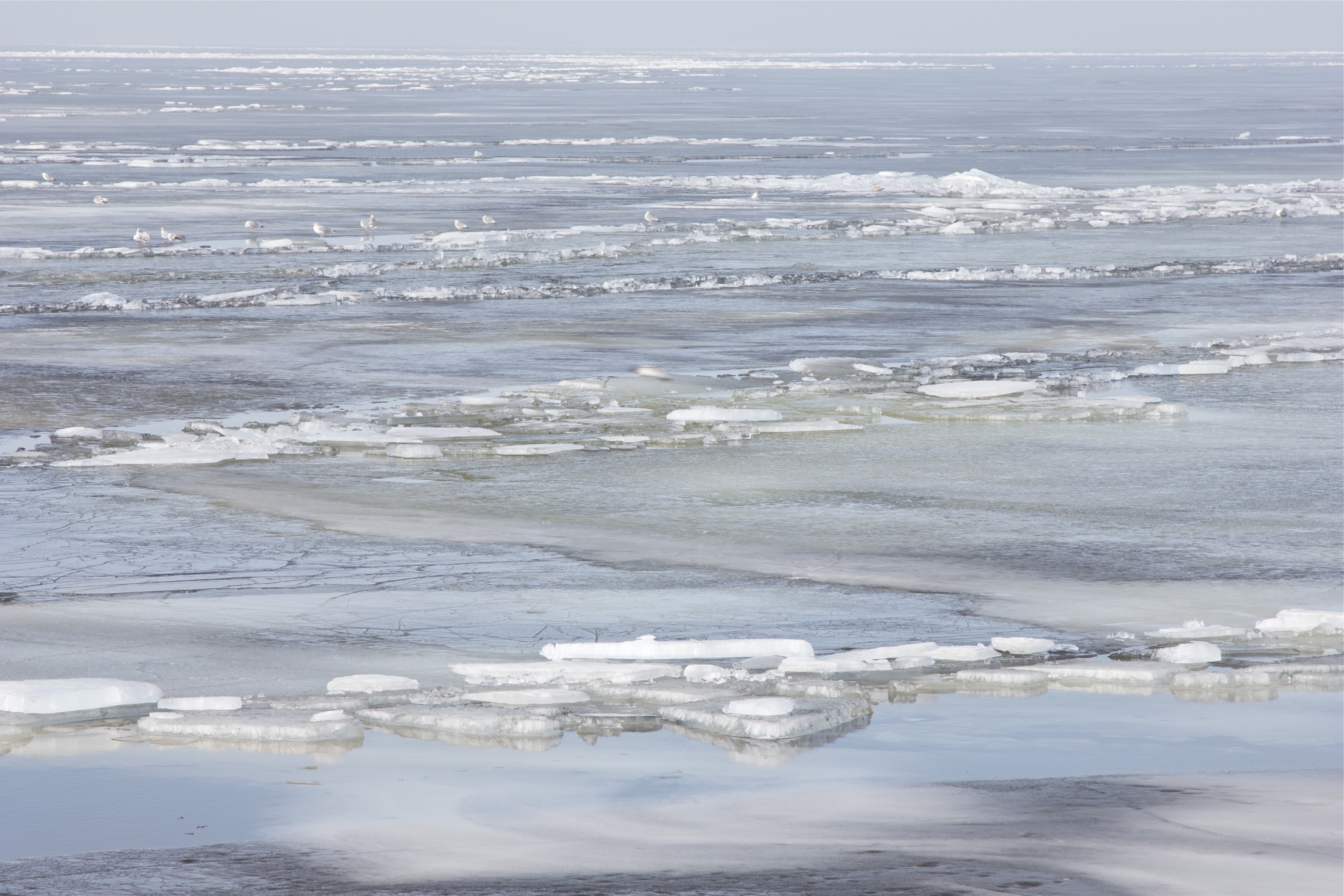 vogels-op-bevroren-ijsselmeer-0