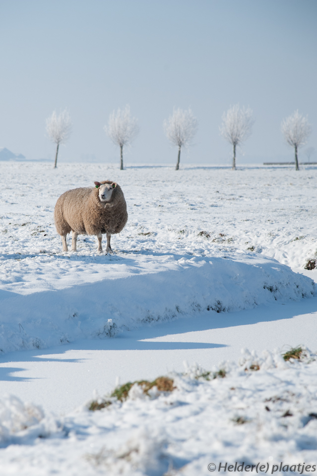 wintervacht-in-winterwonderland