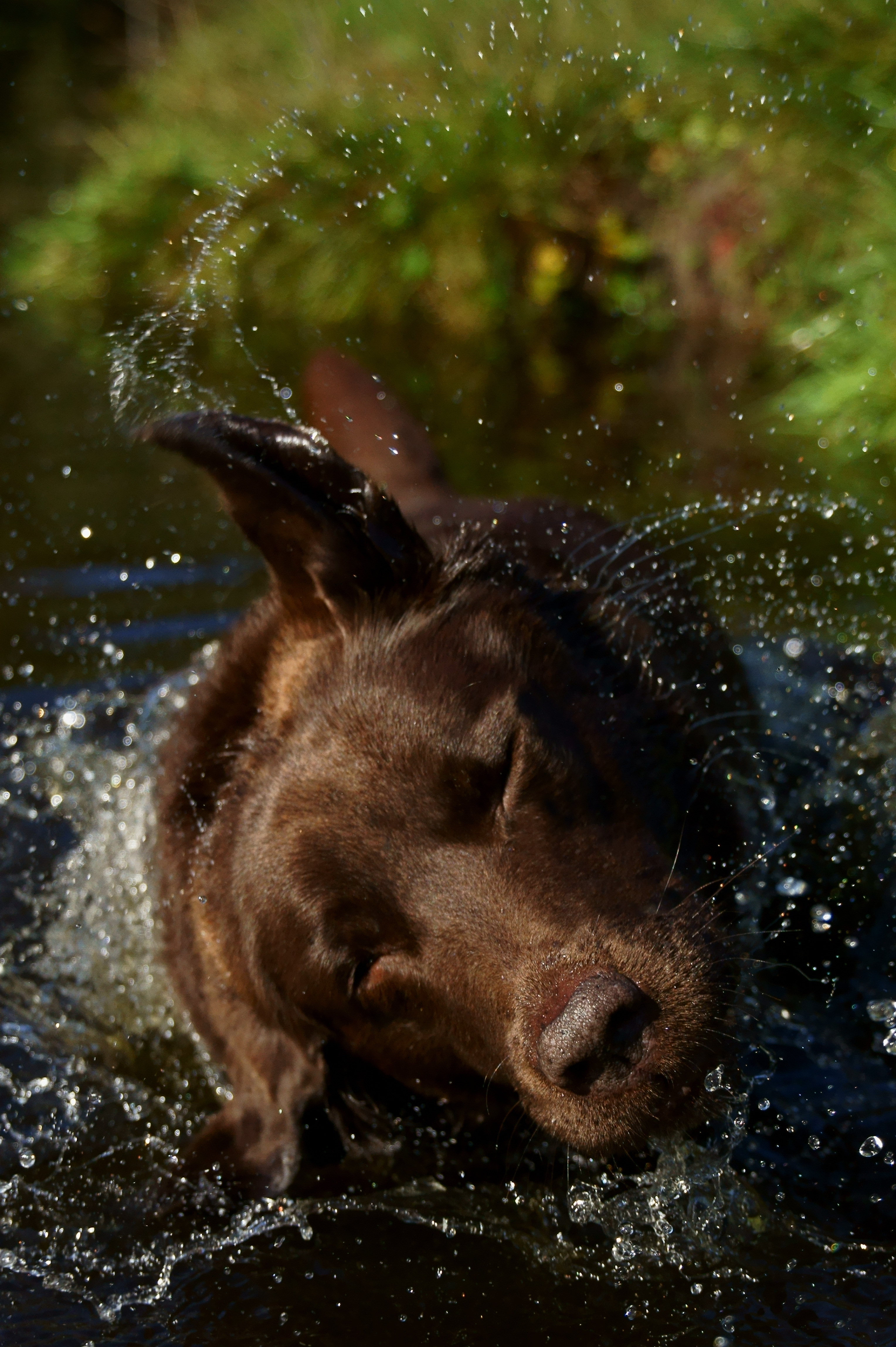 hulphond-amy-shake-it