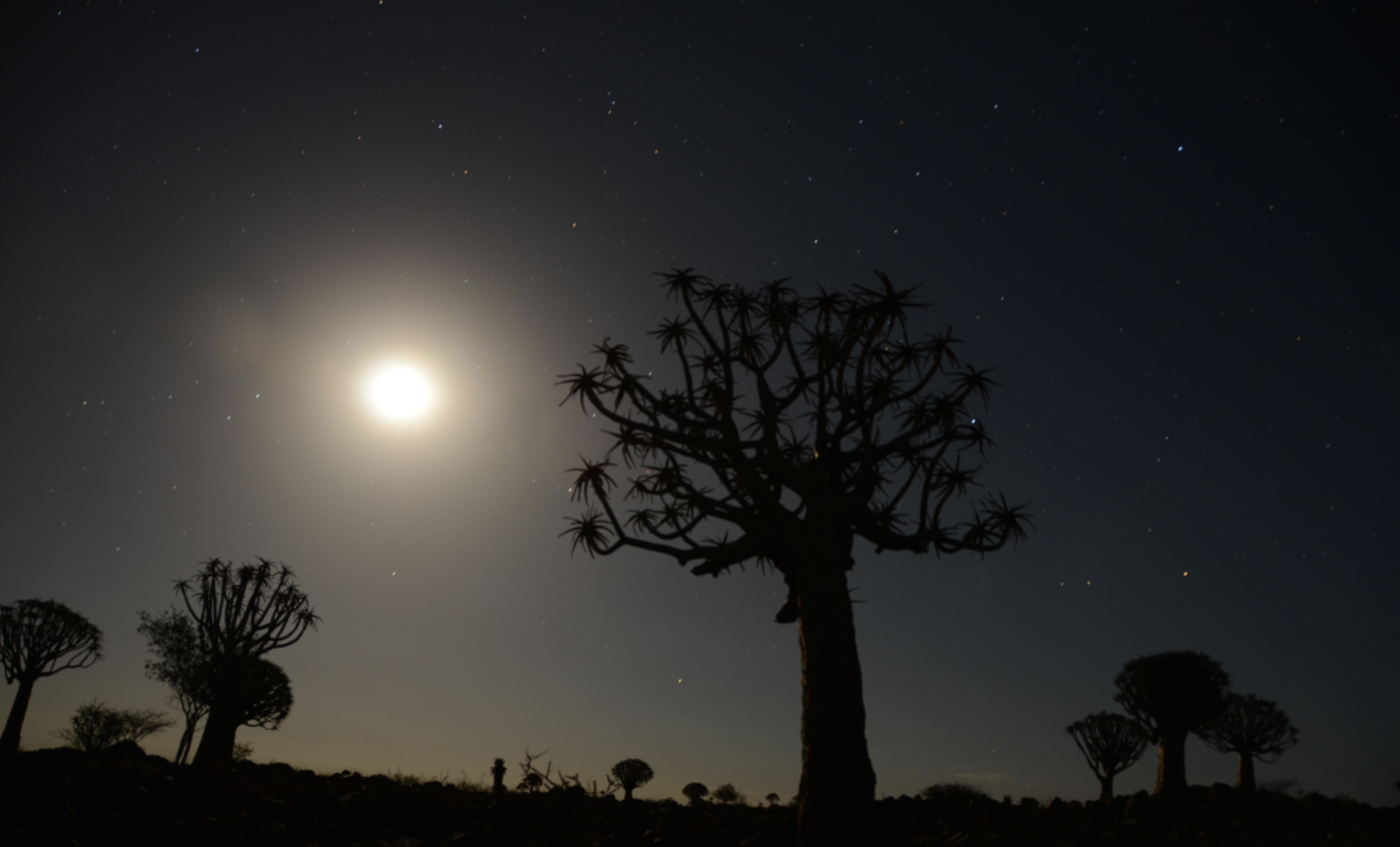 nacht-uit-duizend-dromen