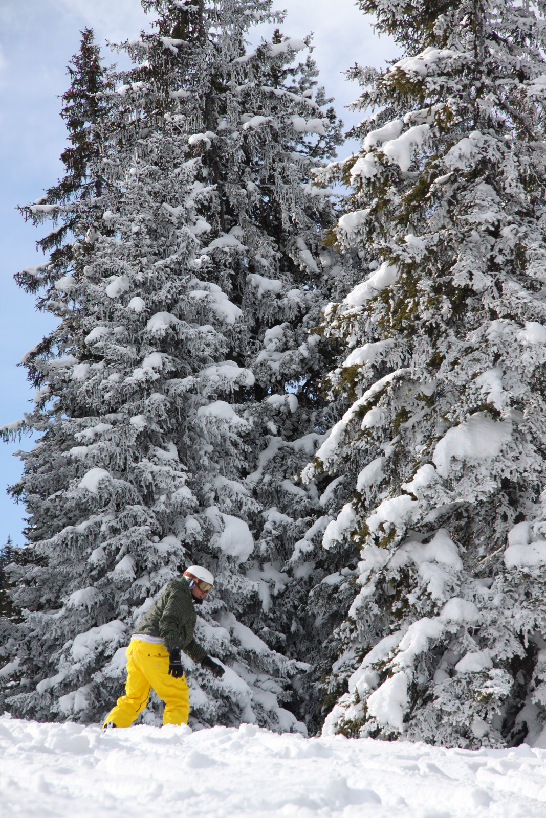 hoge-bomen-vangen-veel-sneeuw