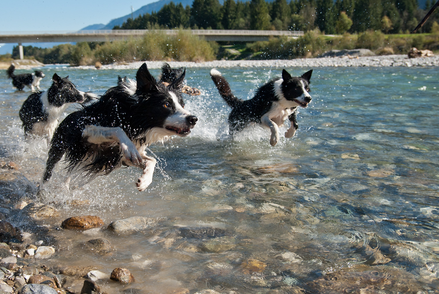bordercollie-im-gailtal