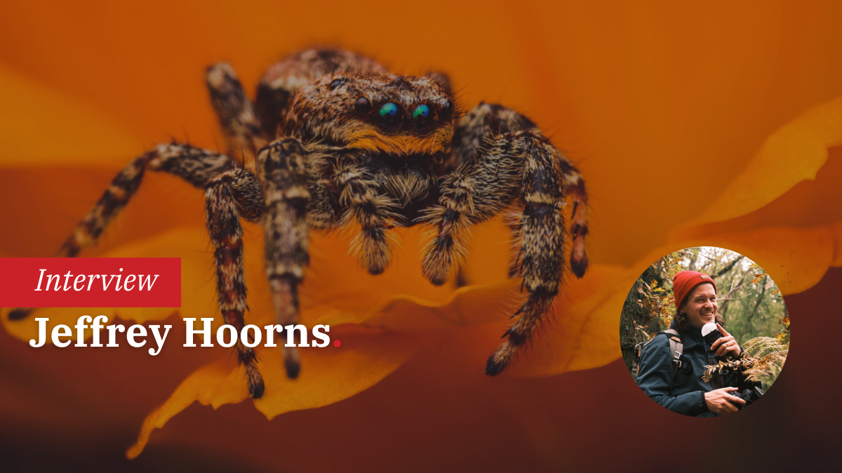 in-gesprek-met-jeffrey-hoorns-macrofotografie-wildlife