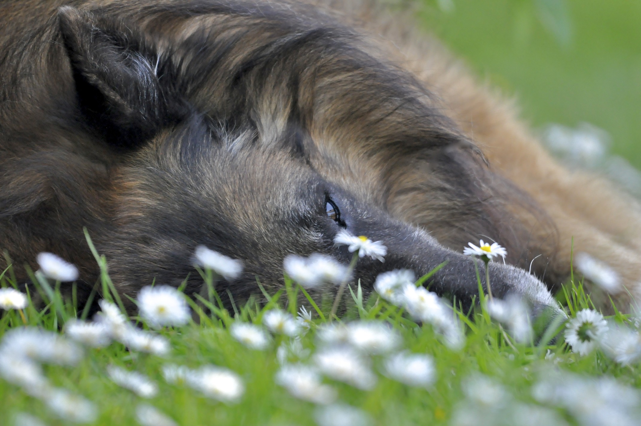 isjar-isfa-van-moned