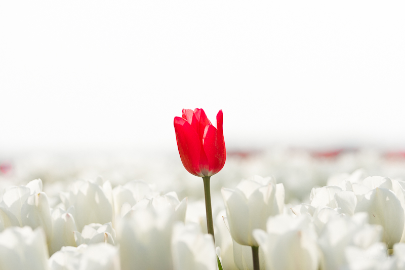 red-in-a-sea-of-white