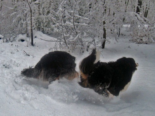 dogs-and-snow