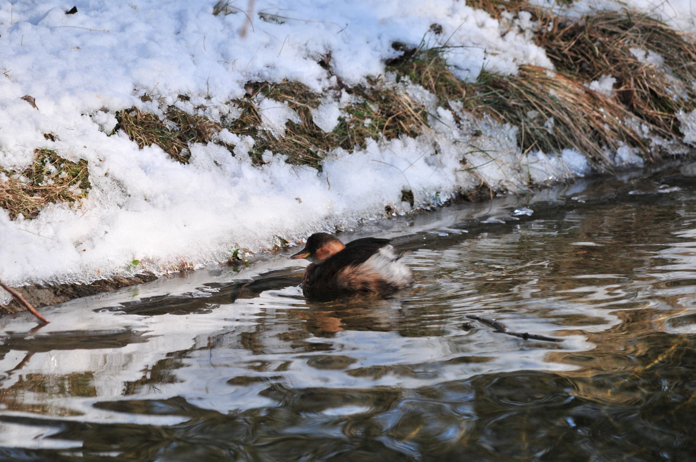 dodaar-in-ijs-koud-water