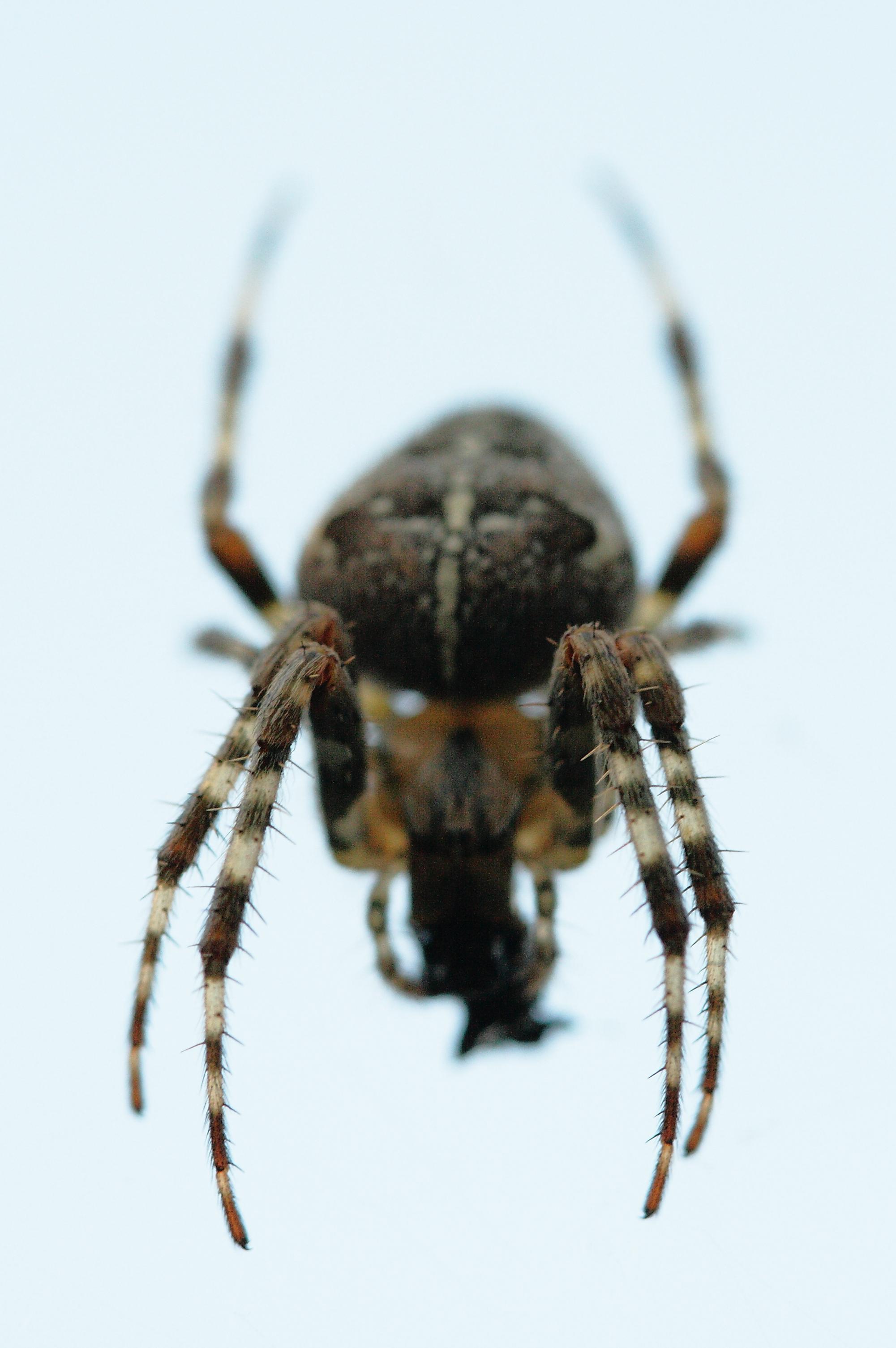 spidy-is-gone-get-you