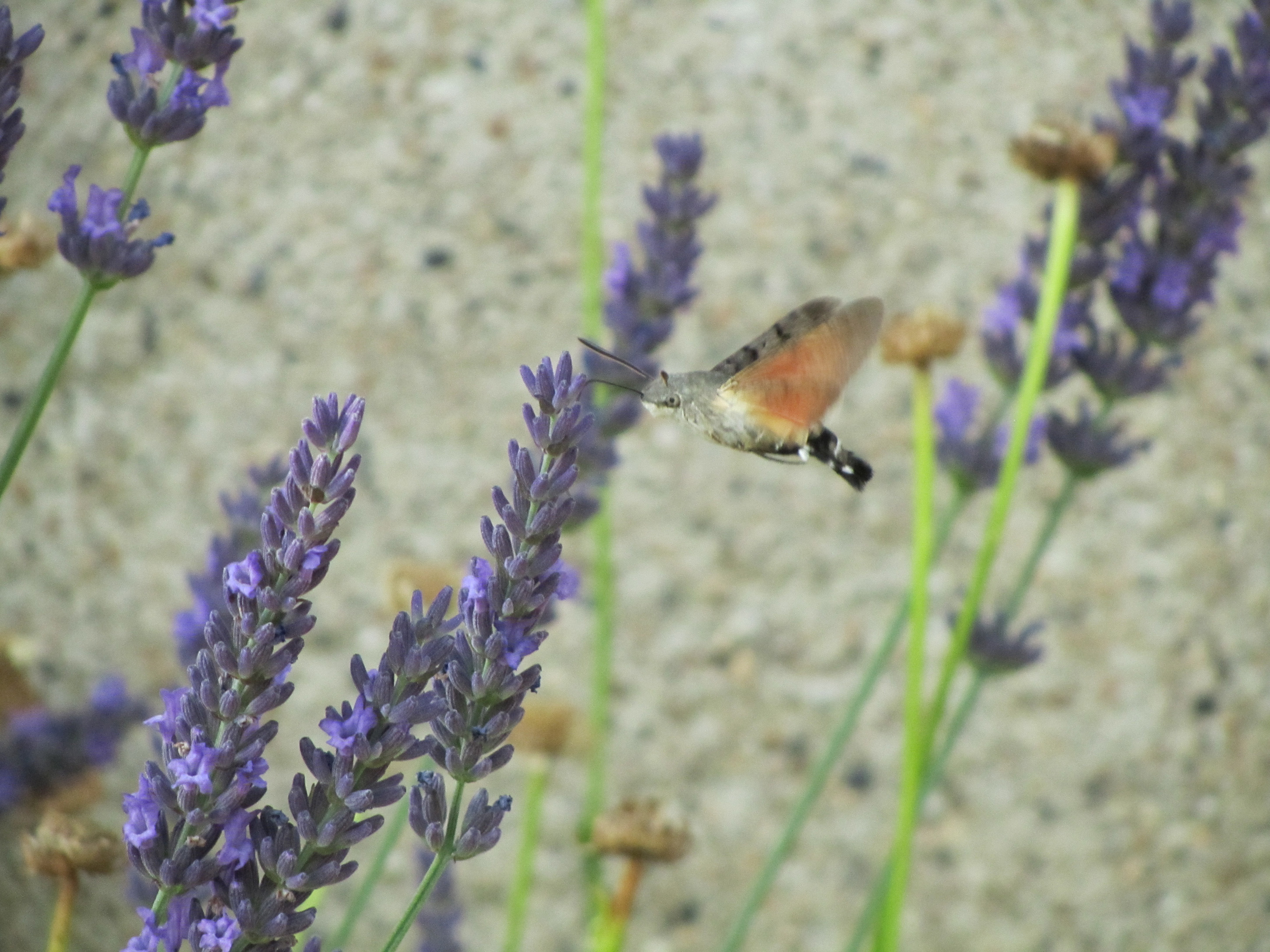 kolibrievlinder-in-aktie