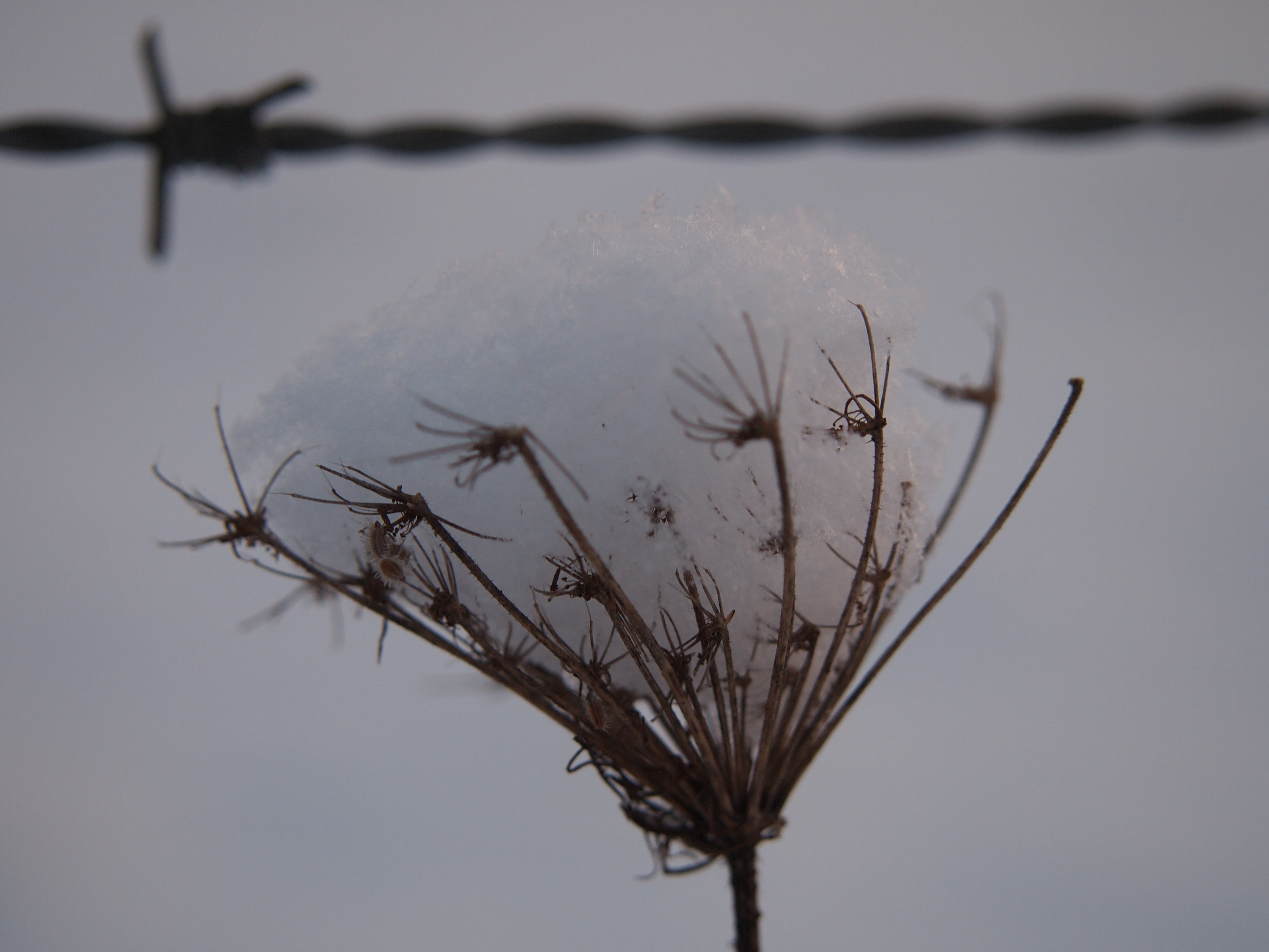 sneeuw-op-een-bloemscherm