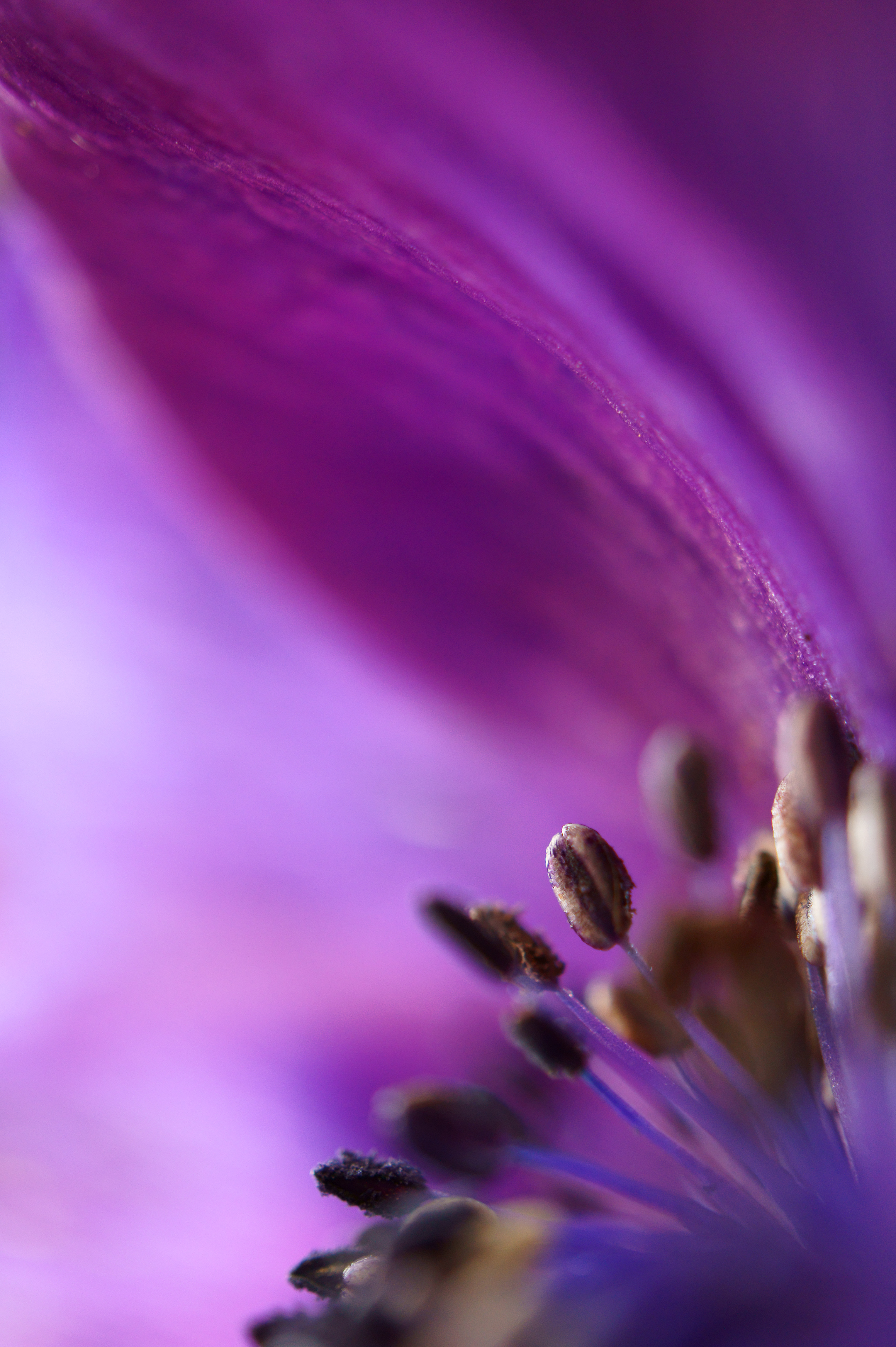 fade-to-purple-anemone