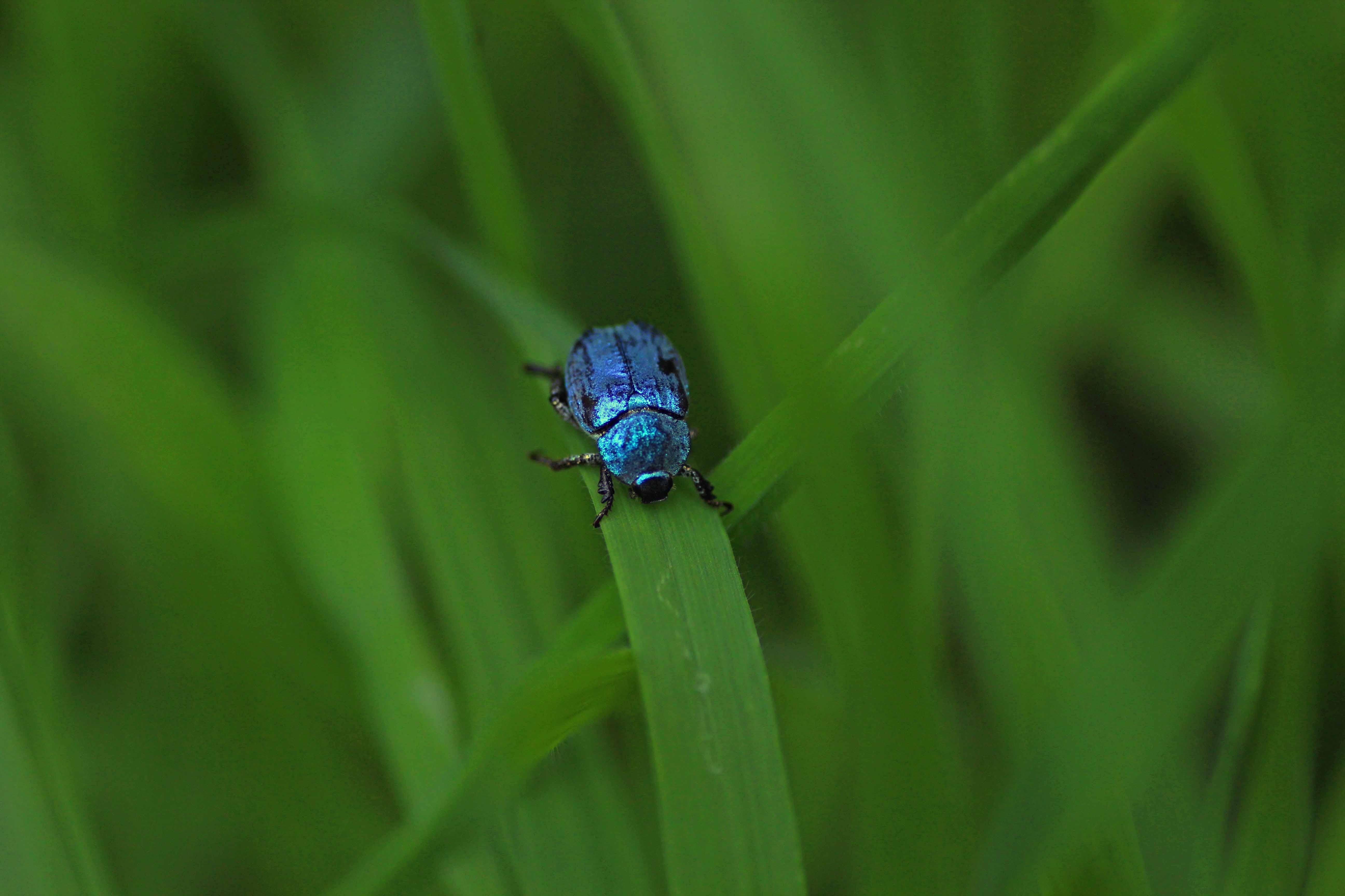 lange-reis-door-het-gras-van-een-bladhaantje