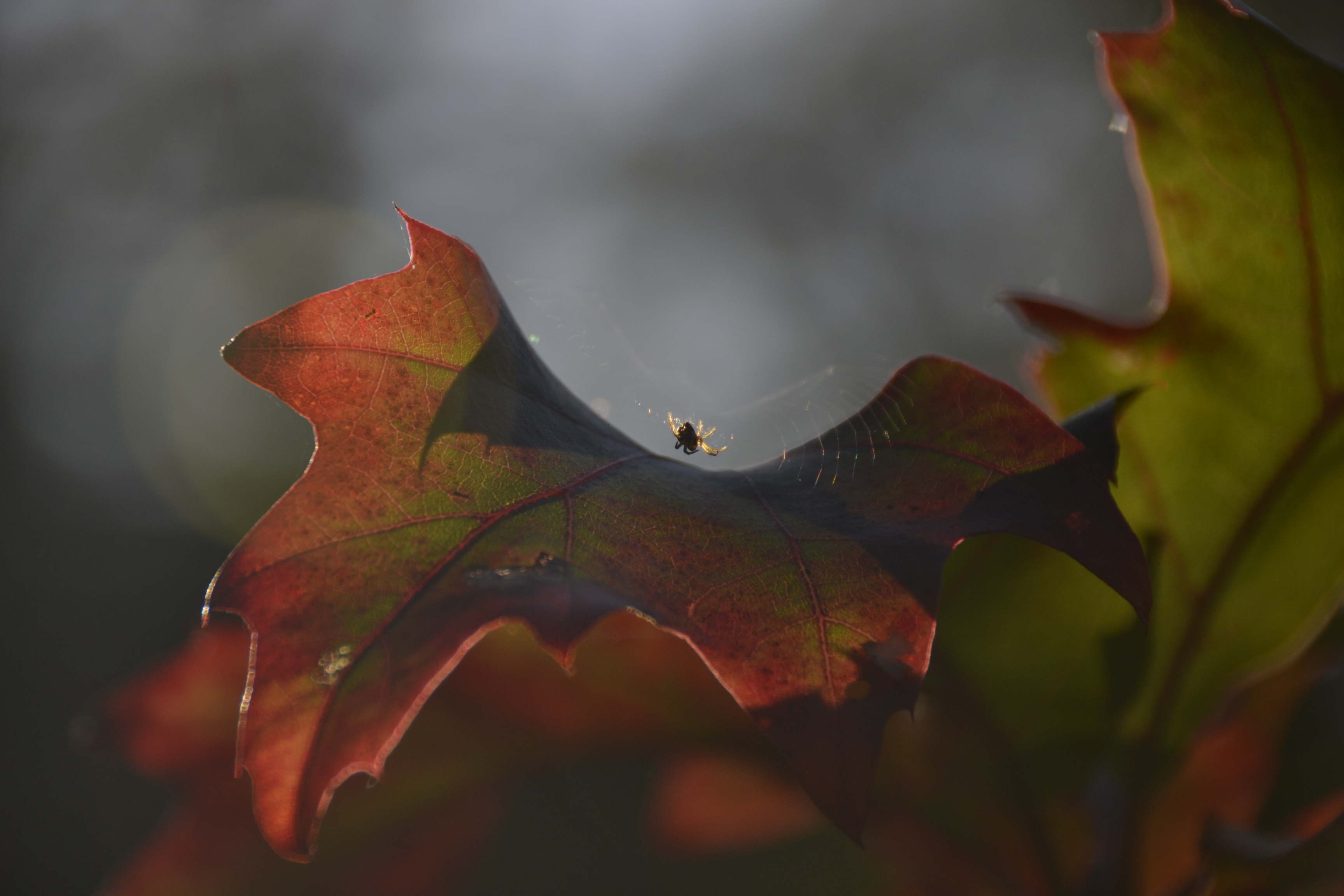 regenboogspinnewebje