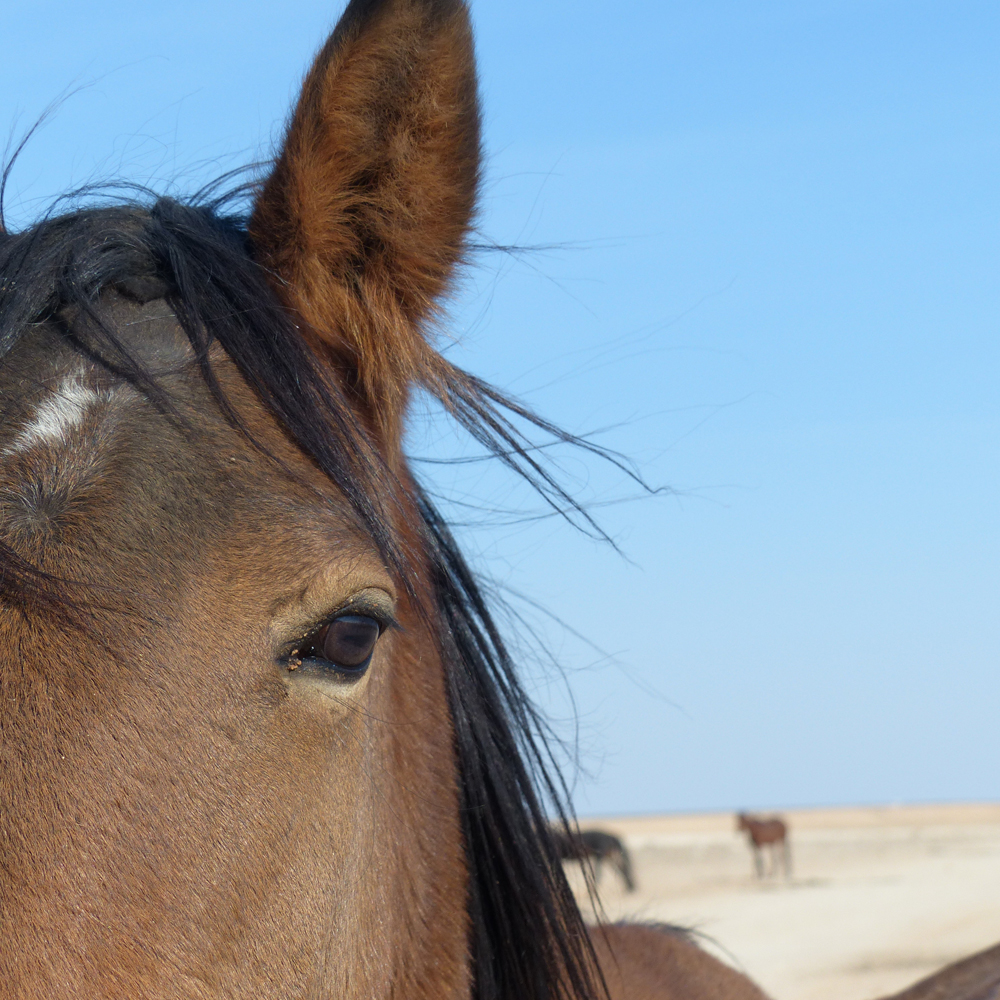 de-wilde-paarden-van-garub