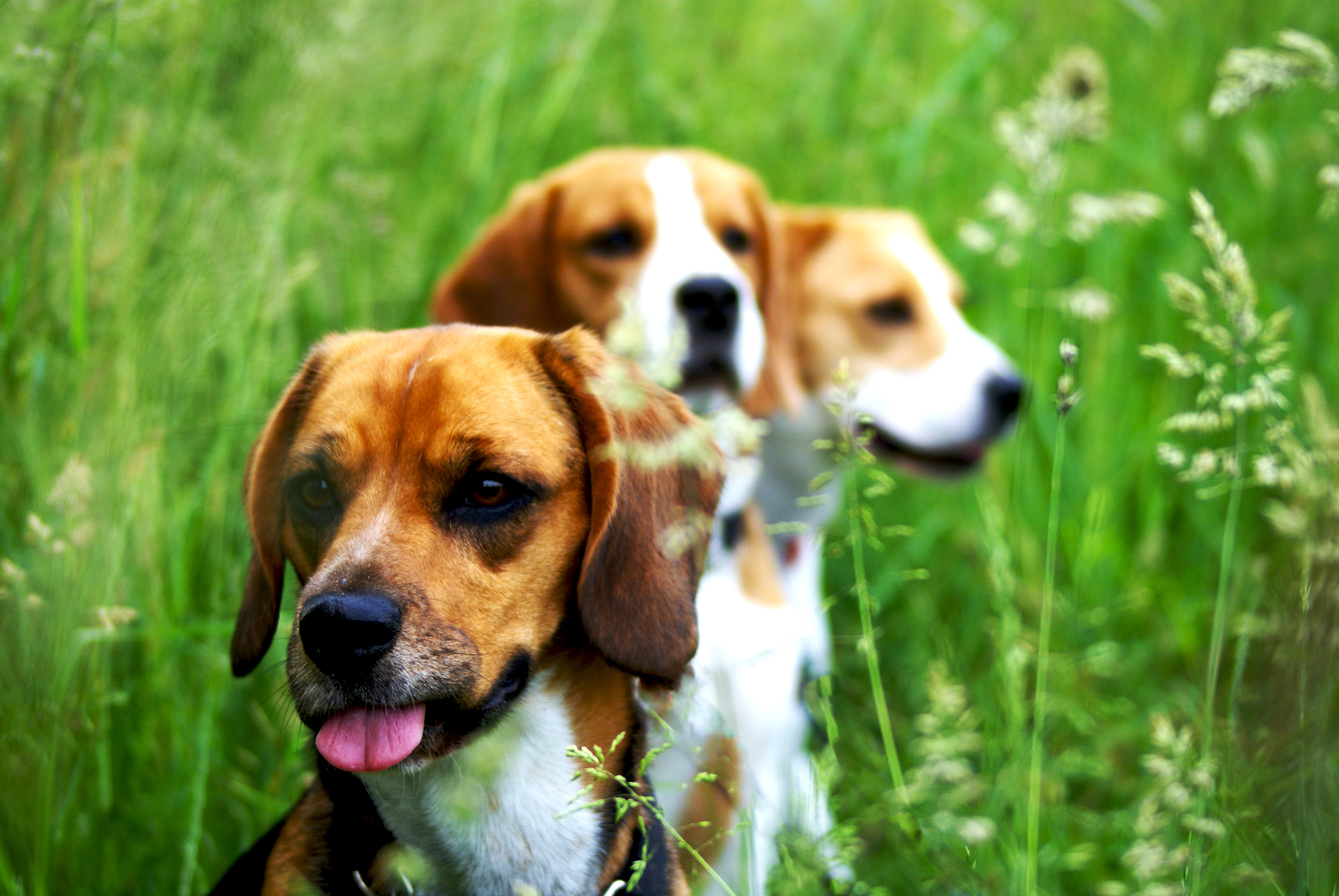 beagle-trio