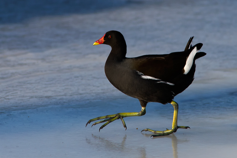 waterhoen-gallinula-chloropus