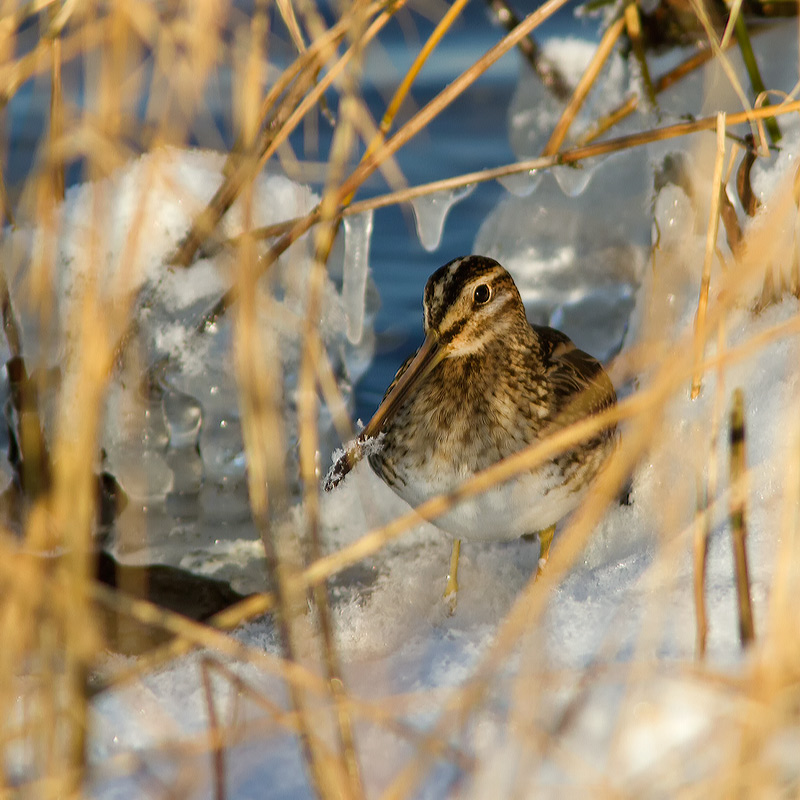 watersnip-gallinago-gallinago-9999-238