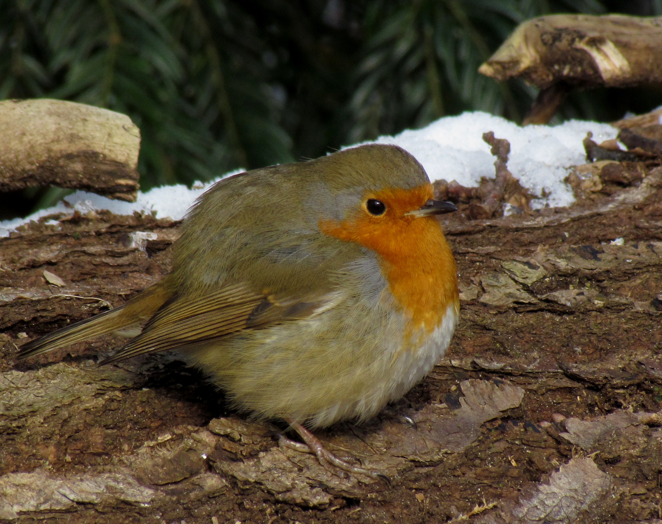 bolletje-roodborst-1