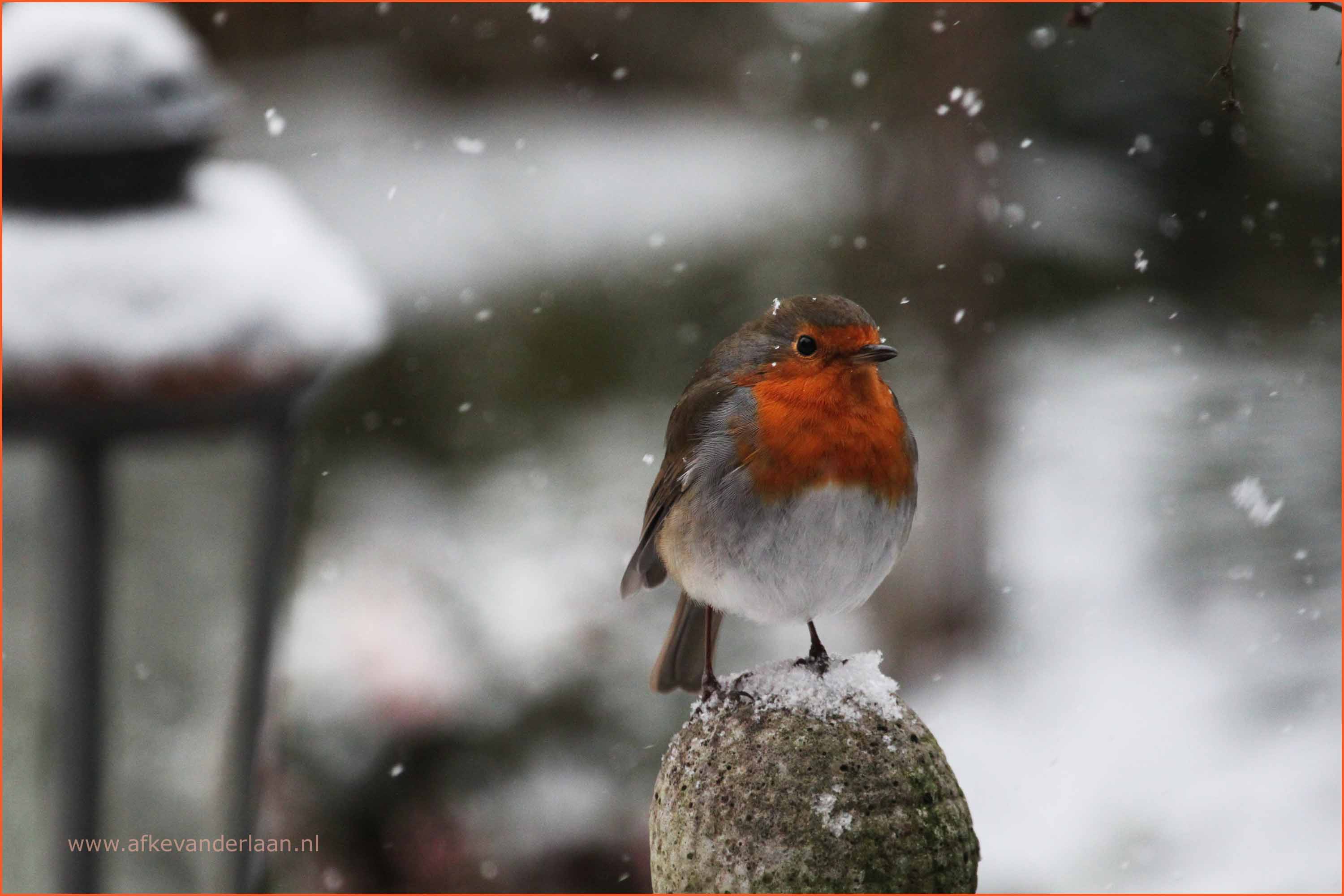 roodborstje-10