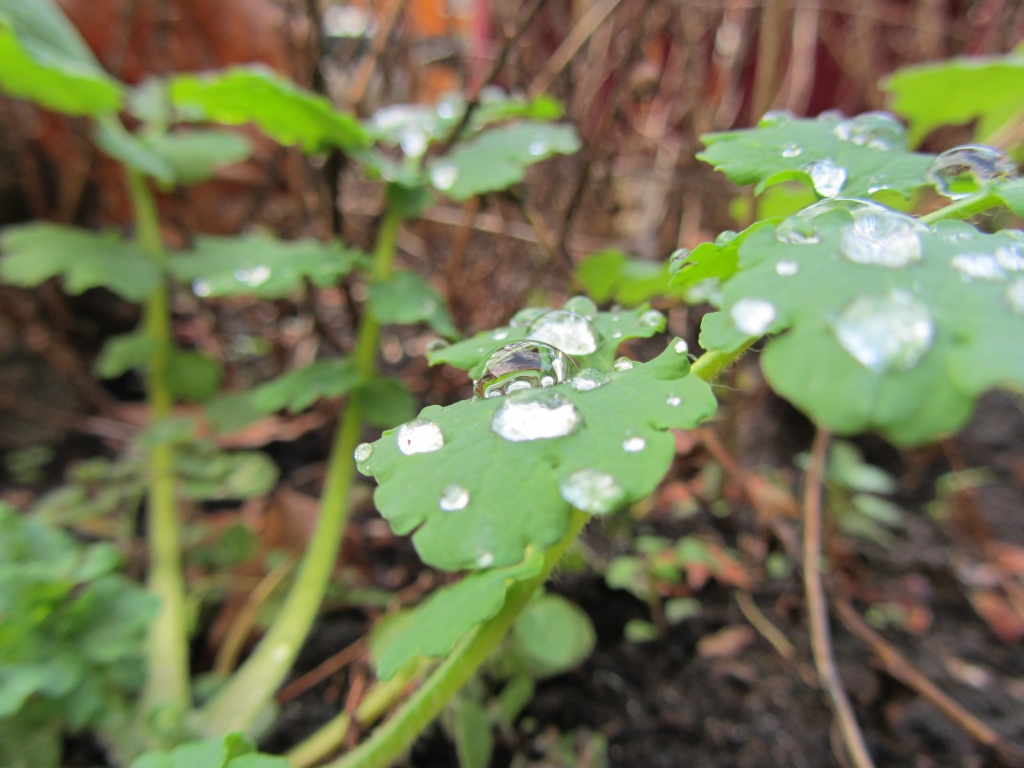 regendruppel-op-plant-0