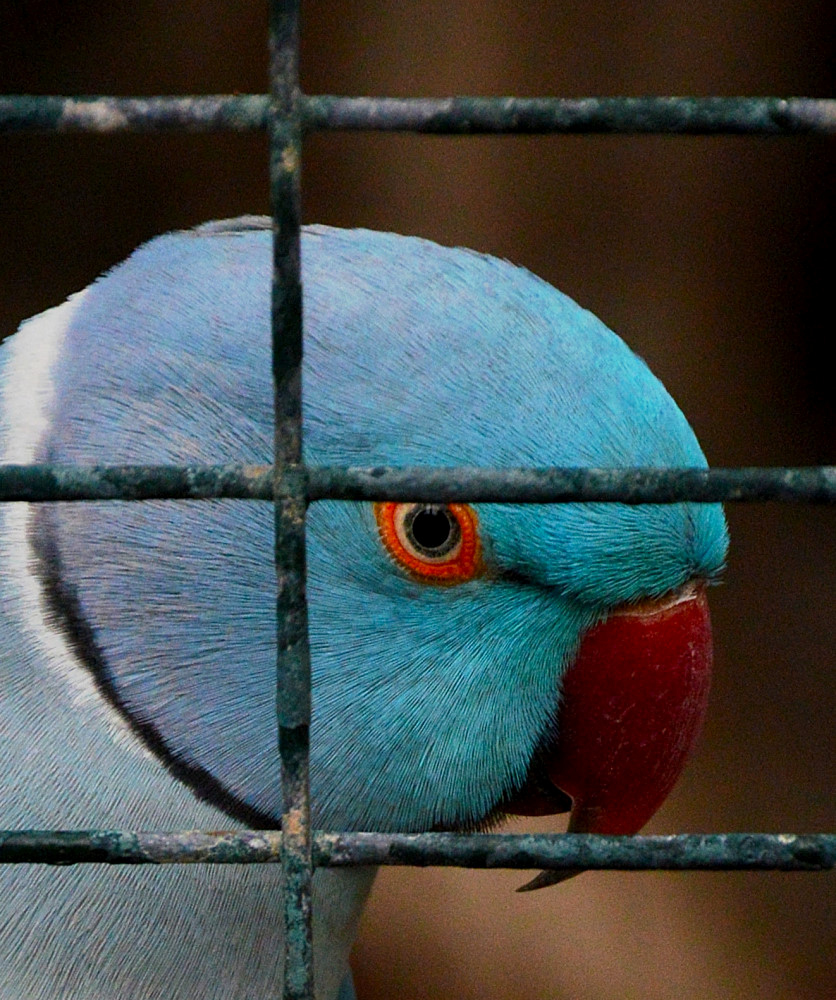 papagaai-palmitos-park