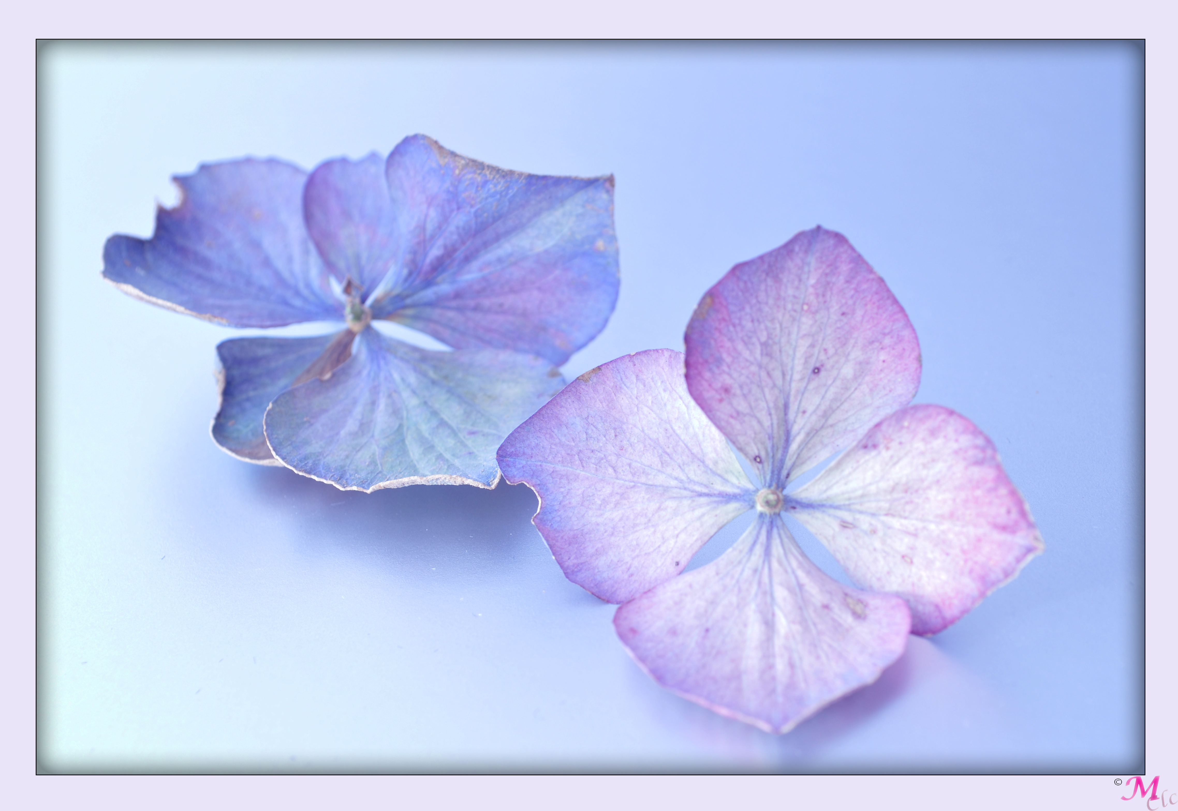 hortensia-flowers
