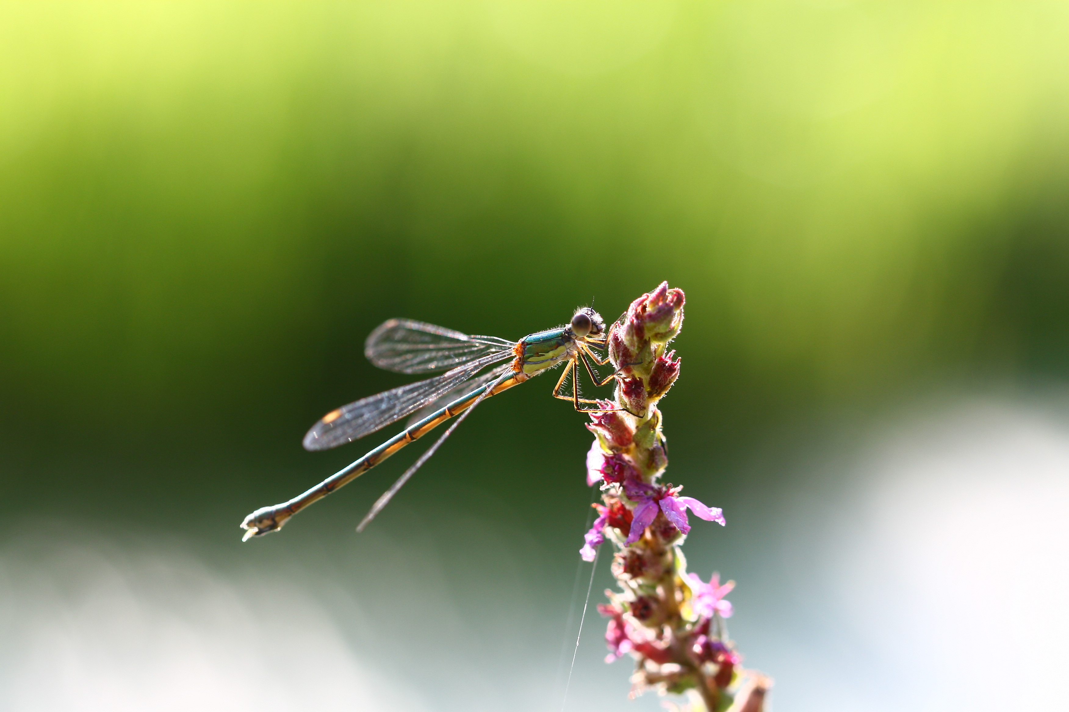 langs-de-waterkant-1