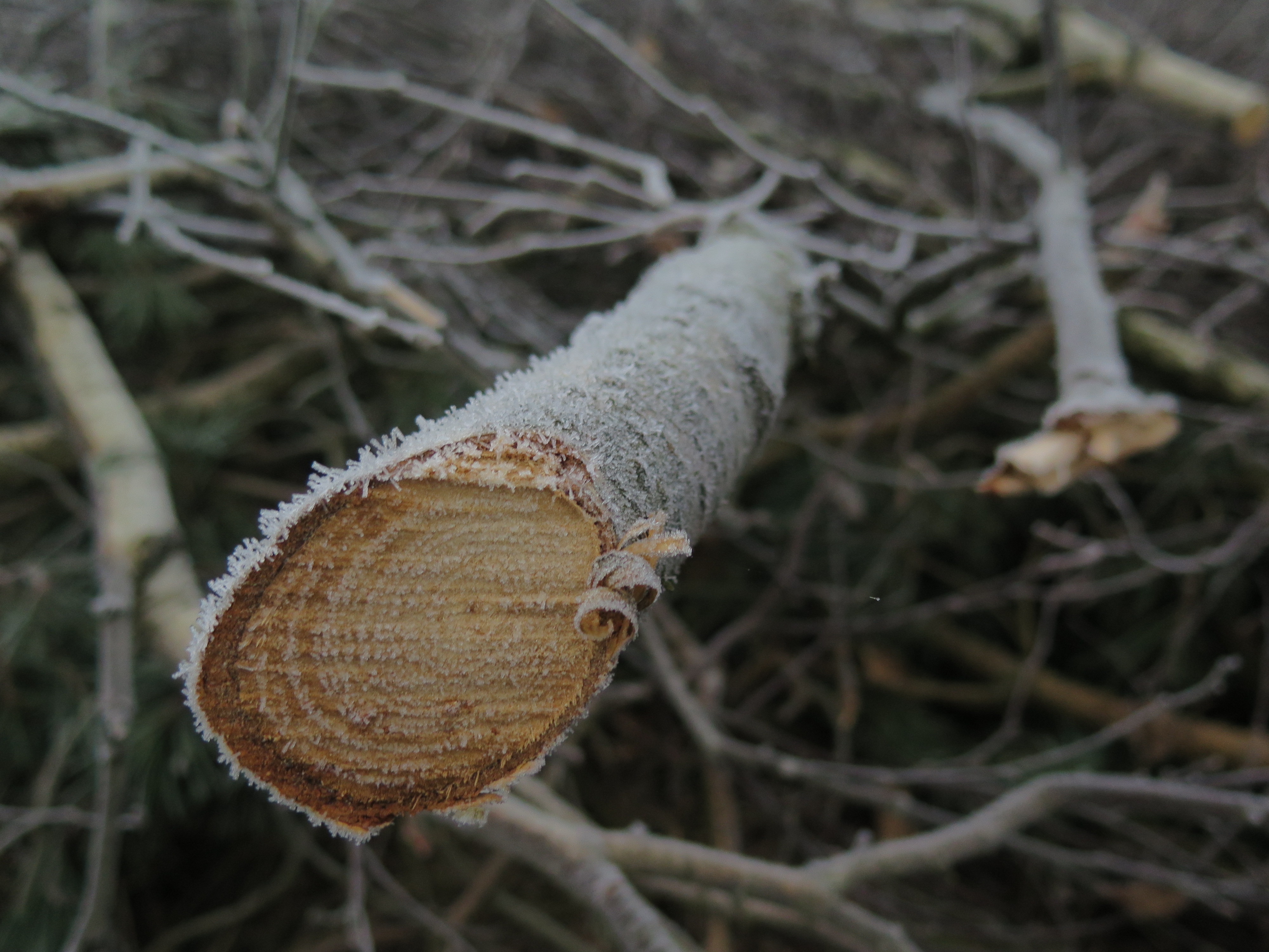 scherpte-diepte-in-de-winter